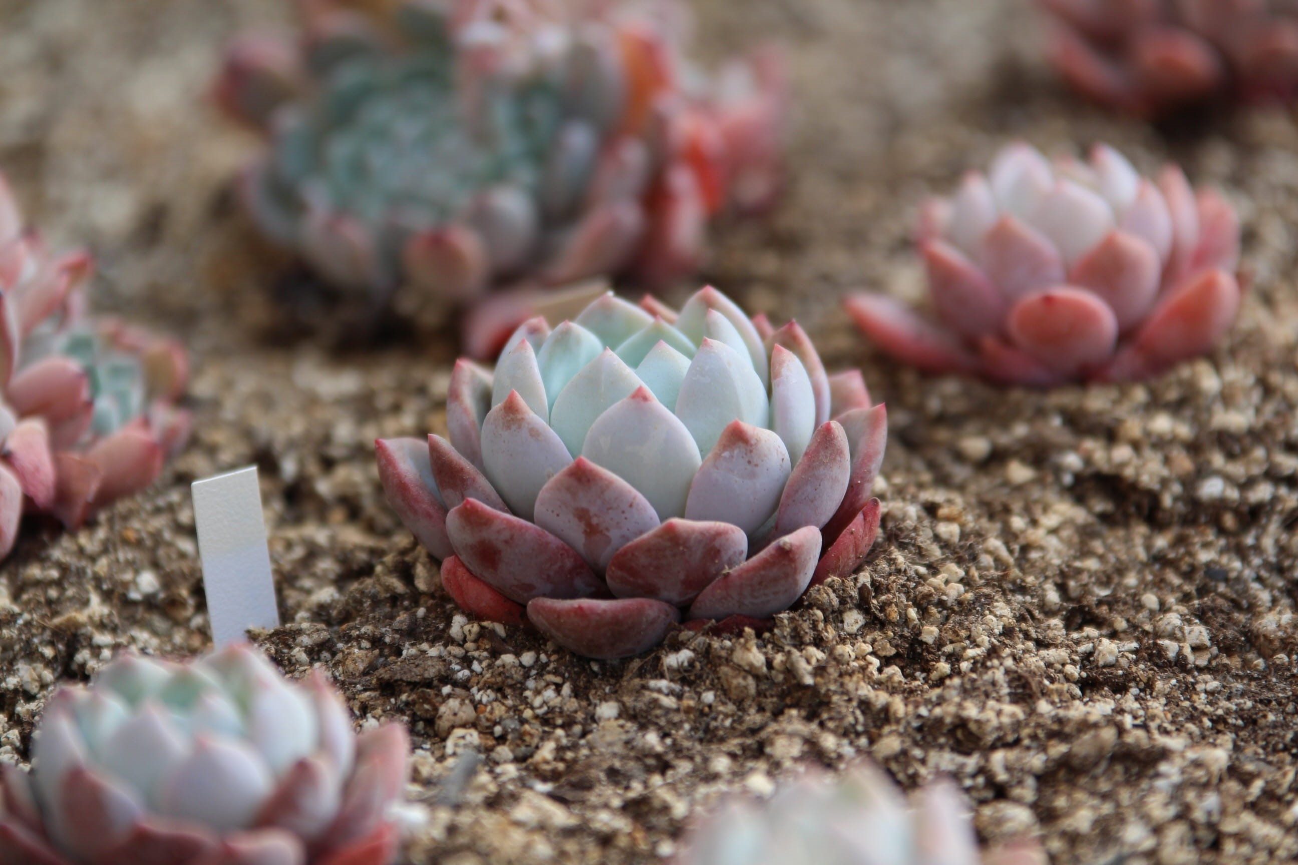 a flower garden, 2K, fleshy in this, succulent, flowers, freshness, land, mini potted, teal, nature, beauty in nature, botanical garden, solid, animal, HD Wallpaper