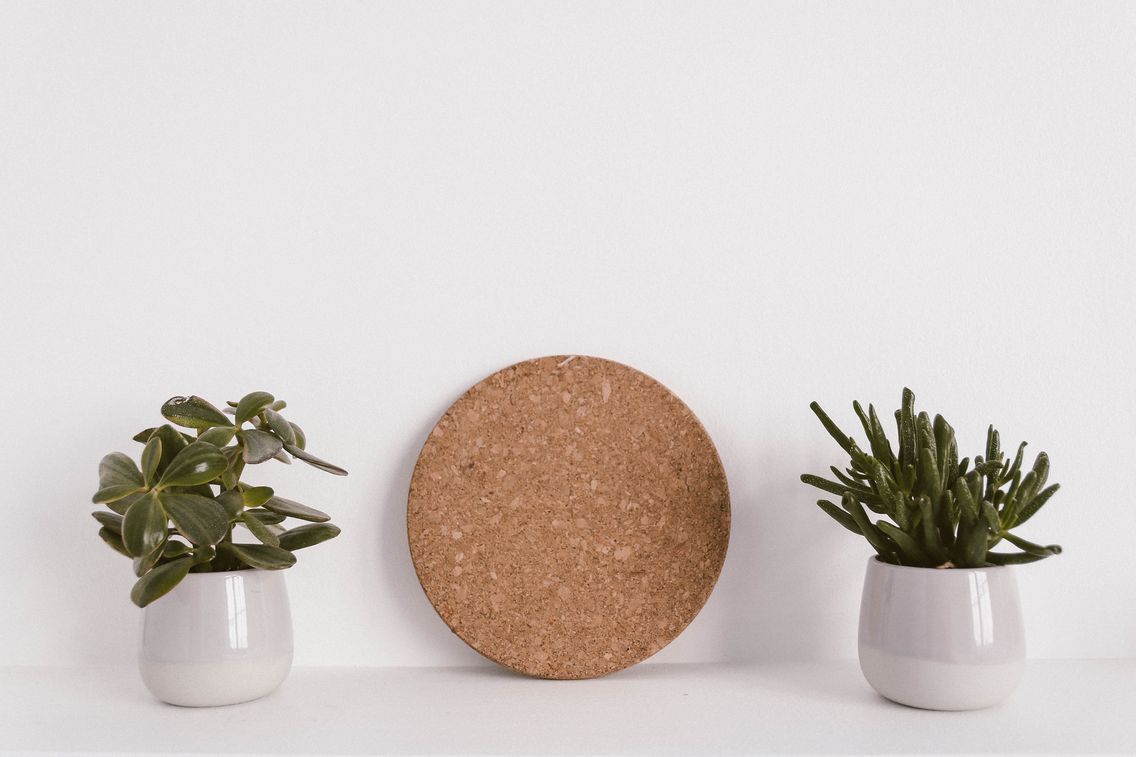 wall, green, pots, freshness, healthy lifestyle, growth, wellbeing, interior design, seasoning, corkboard, succulent plants, food, copy space, 4K, white background, HD Wallpaper