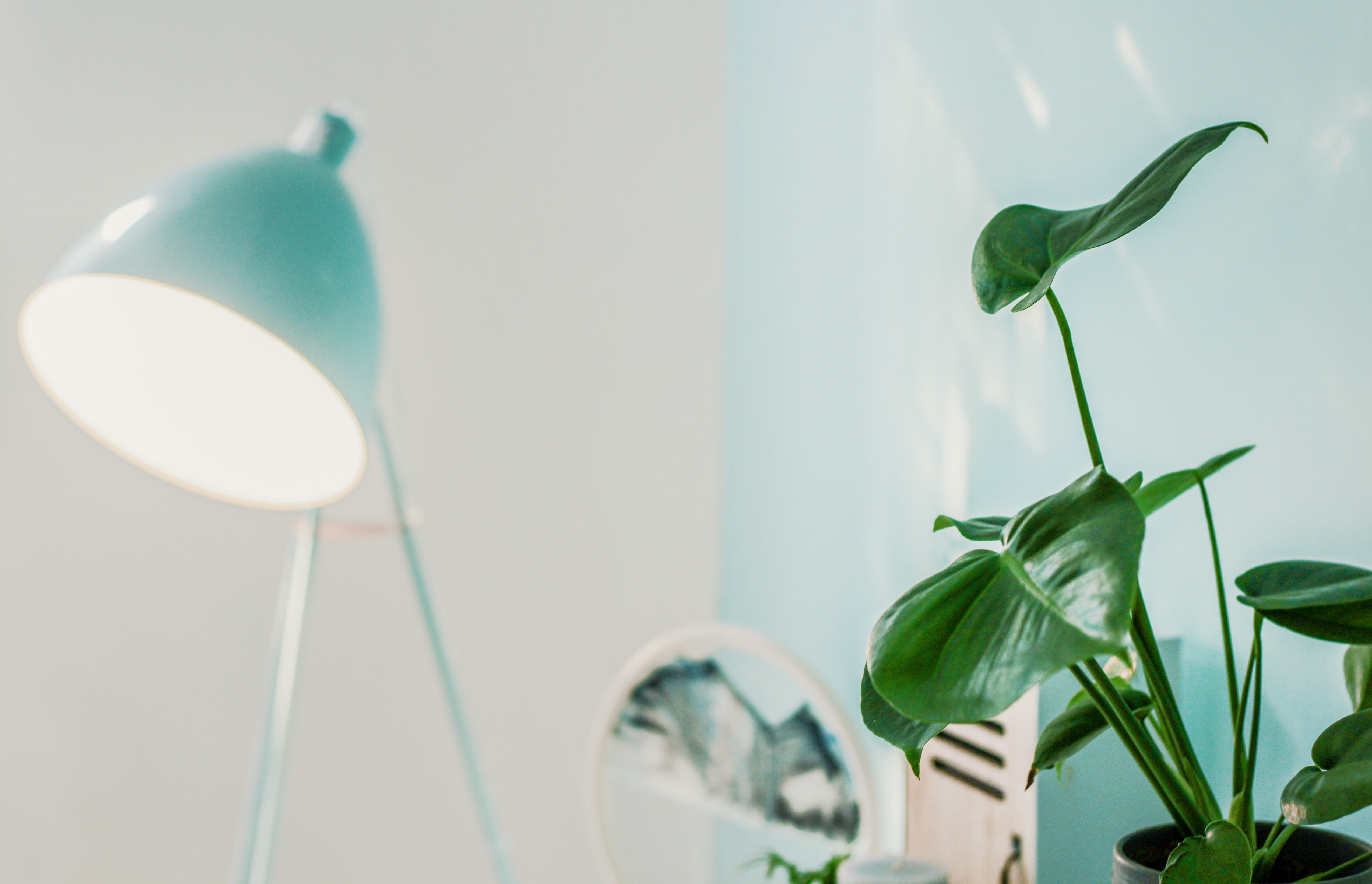 lighting equipment, blossom, leaf, close-up, freshness, flowering plant, houseplant, lamp, fragility, colors, flower, nature, pot, focus, blurred background, HD Wallpaper