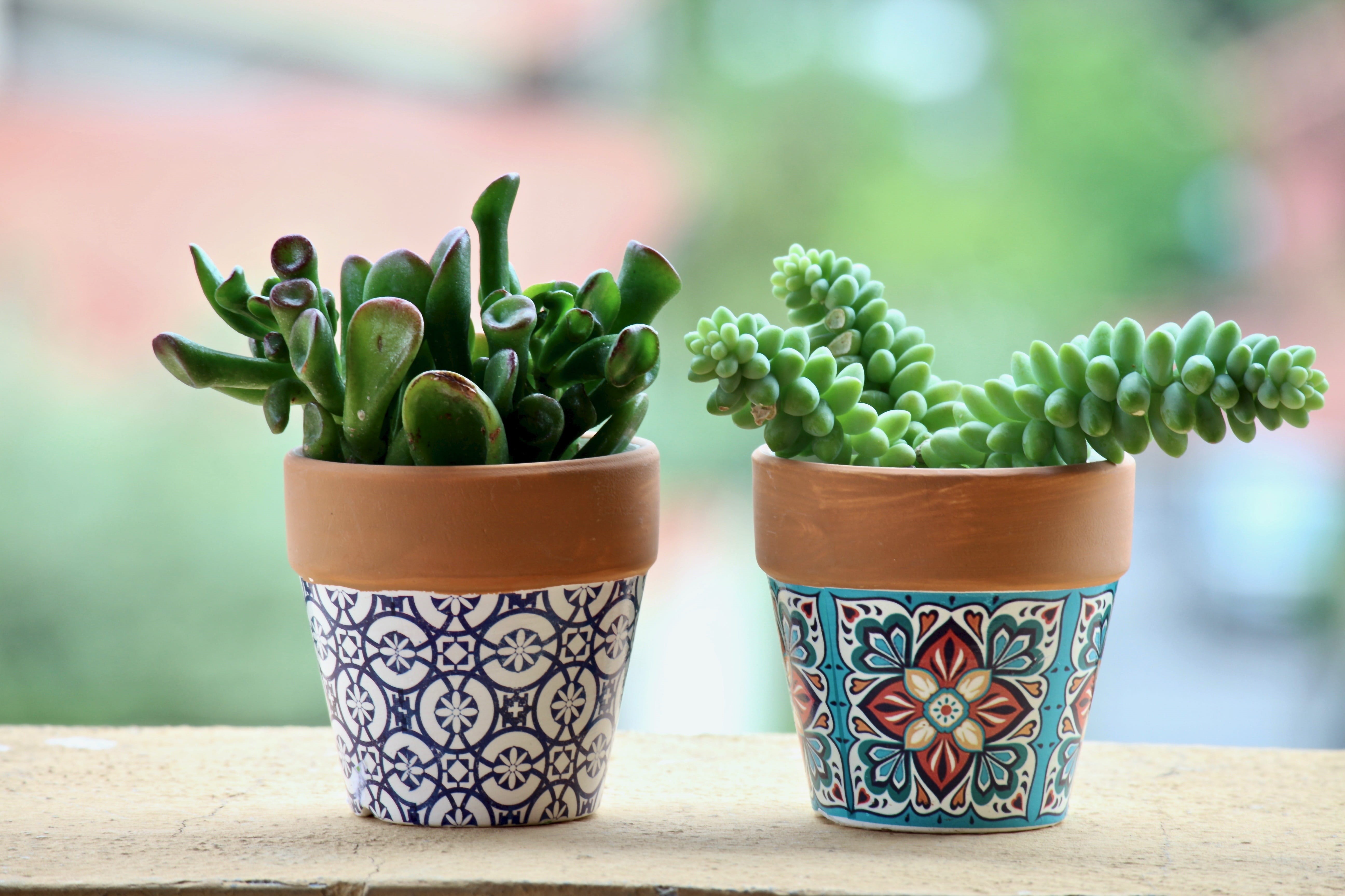 selective, nature, garden, close-up, potted plant, succulent, focus on foreground, ornate, leaf, focus, pots, succulentes, crockery, plants, flower pot, HD Wallpaper