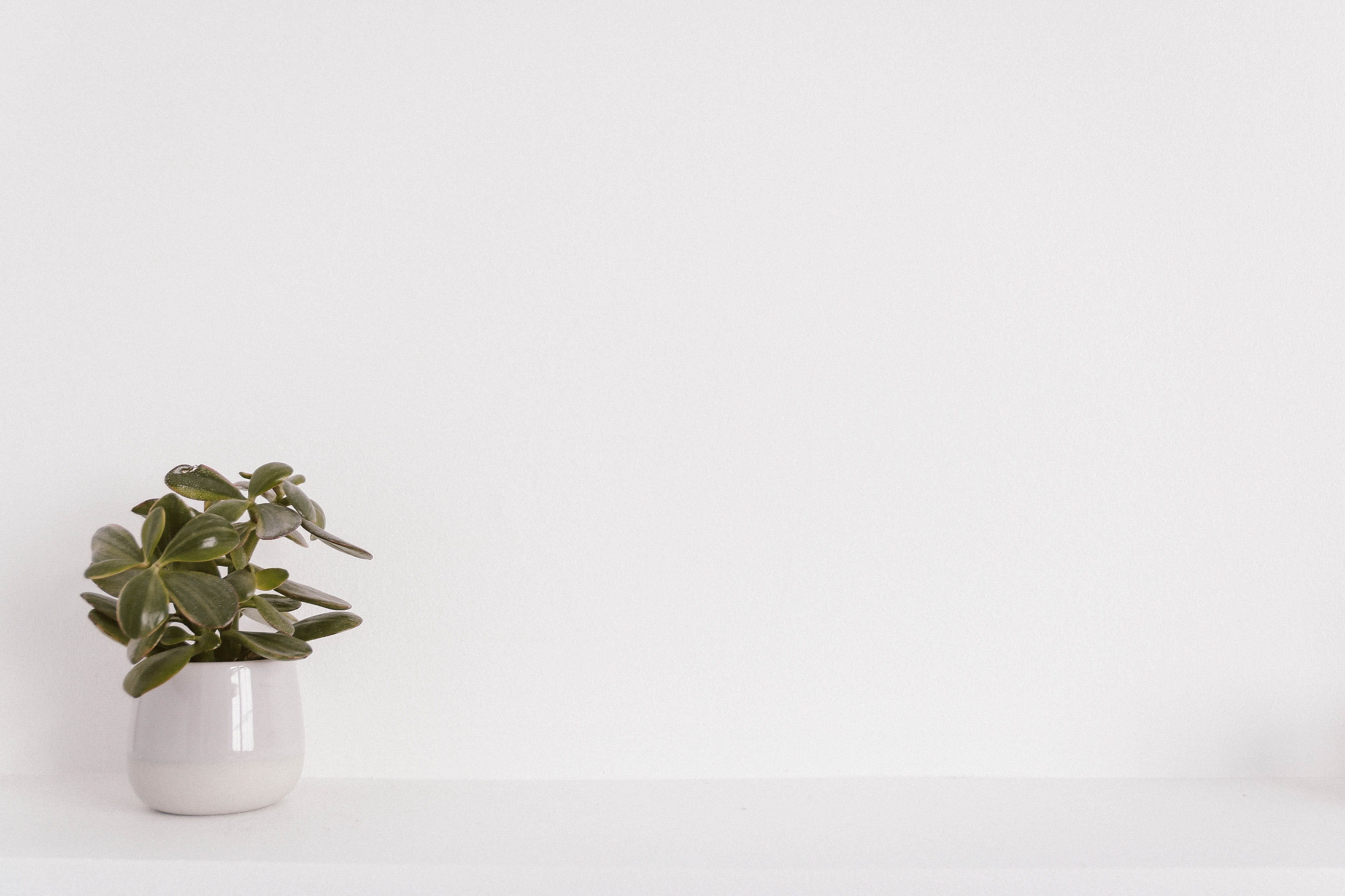 4K, flora, copy space, bunch of flowers, design, close-up, ceramic, potted, two objects, white, flower head, white background, medicine, nature, no people, HD Wallpaper
