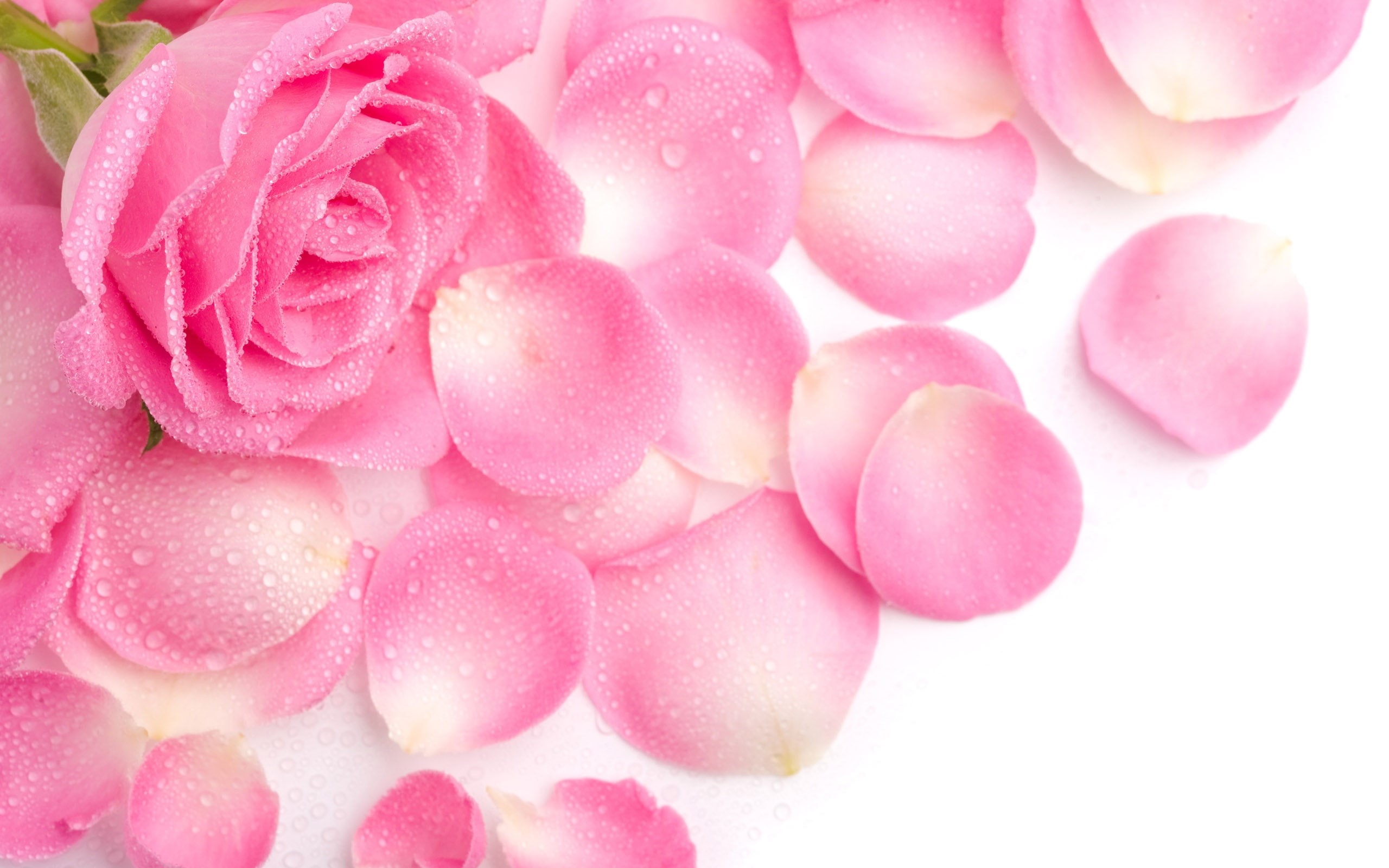 Petals, Rose, 2K, Pink, HD Wallpaper