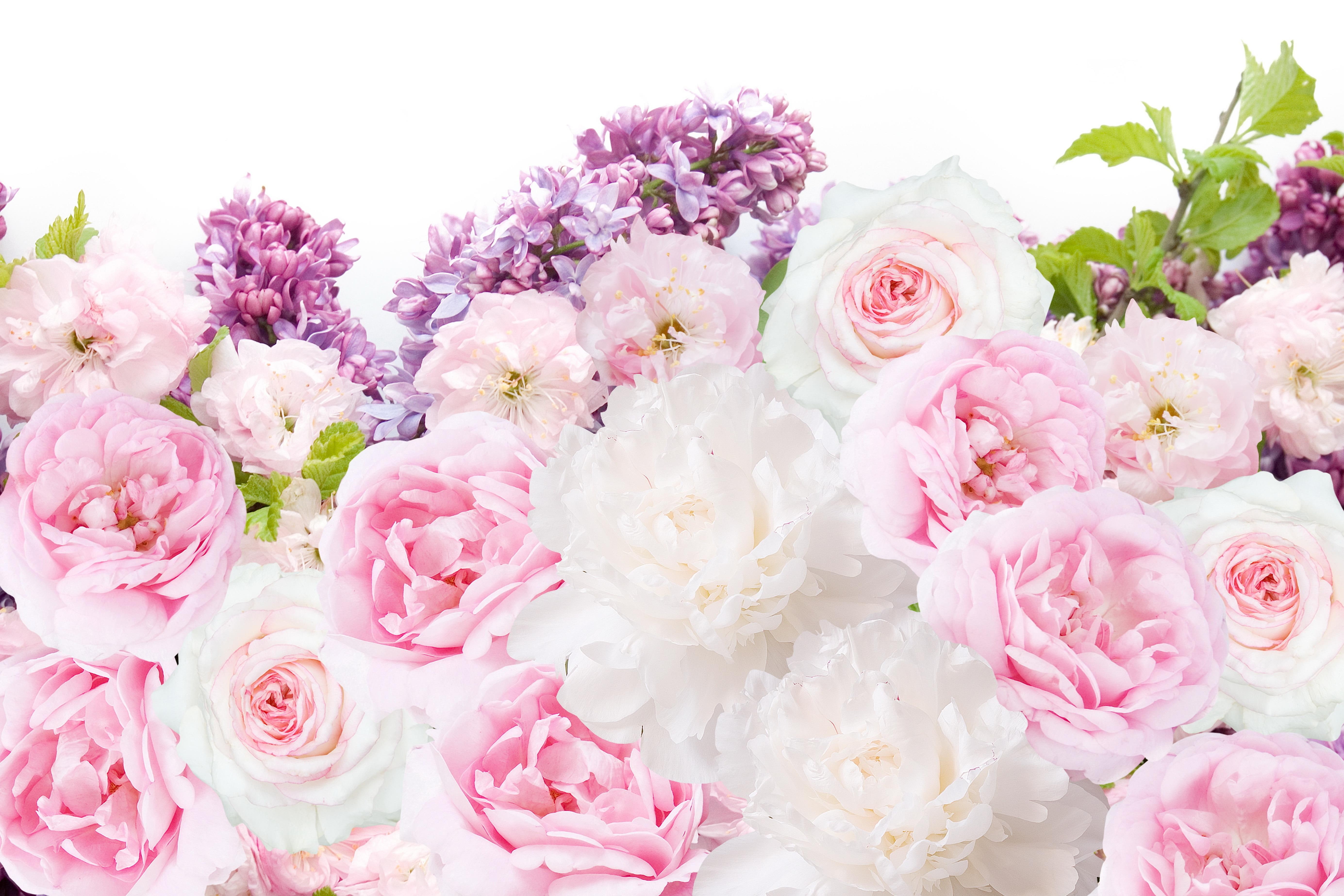 white, bouquet, peonies, roses, pink, rose, lilac, 5K, flowers, HD Wallpaper