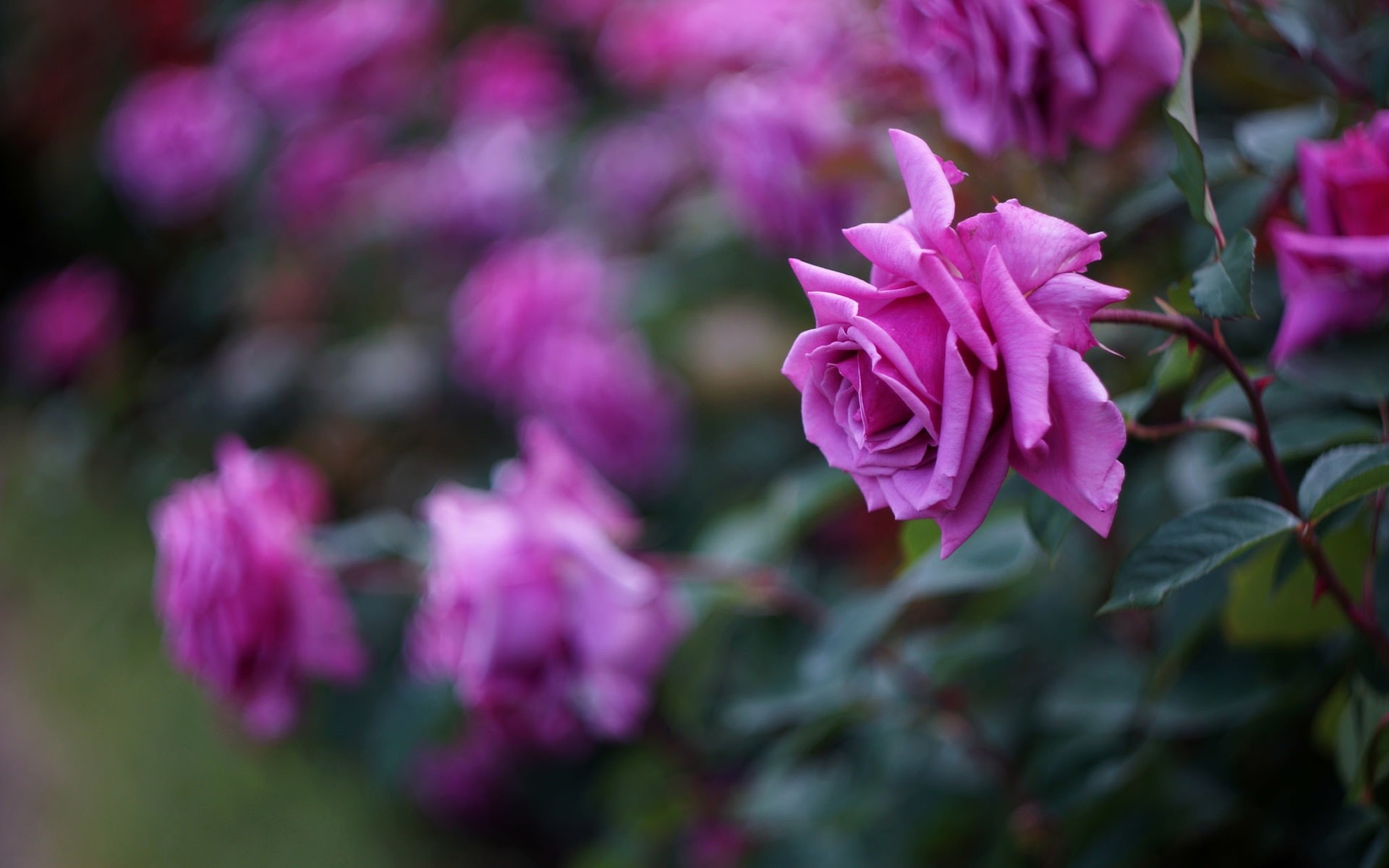 1080P, Rose, Blurring, Petals, Pink, Flowers, HD Wallpaper