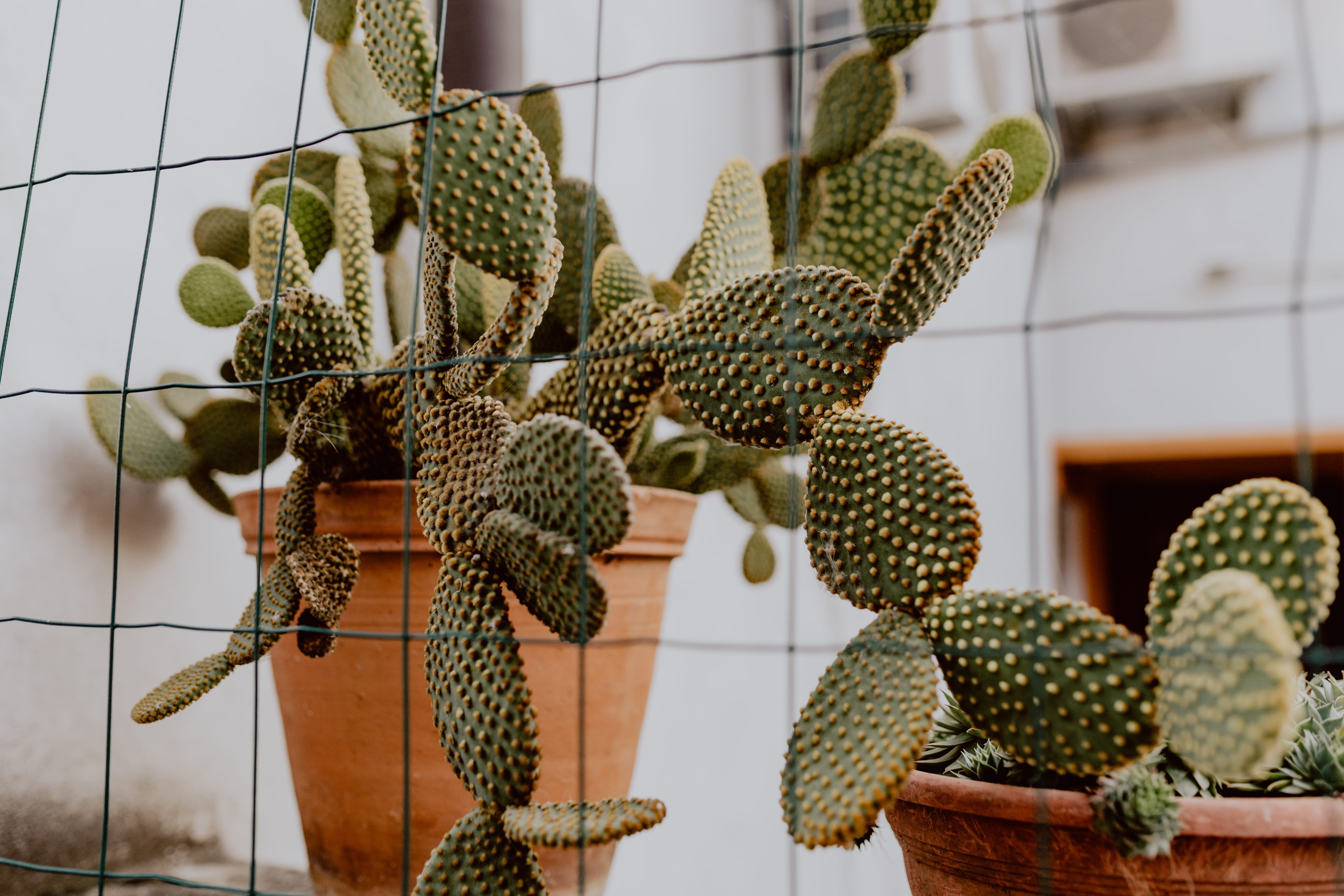 container, day, thorn, succulent plant, natural pattern, outdoors, nature, ceramic, Prickly pear, focus on foreground, plant, growth, no people, art and craft, HD Wallpaper