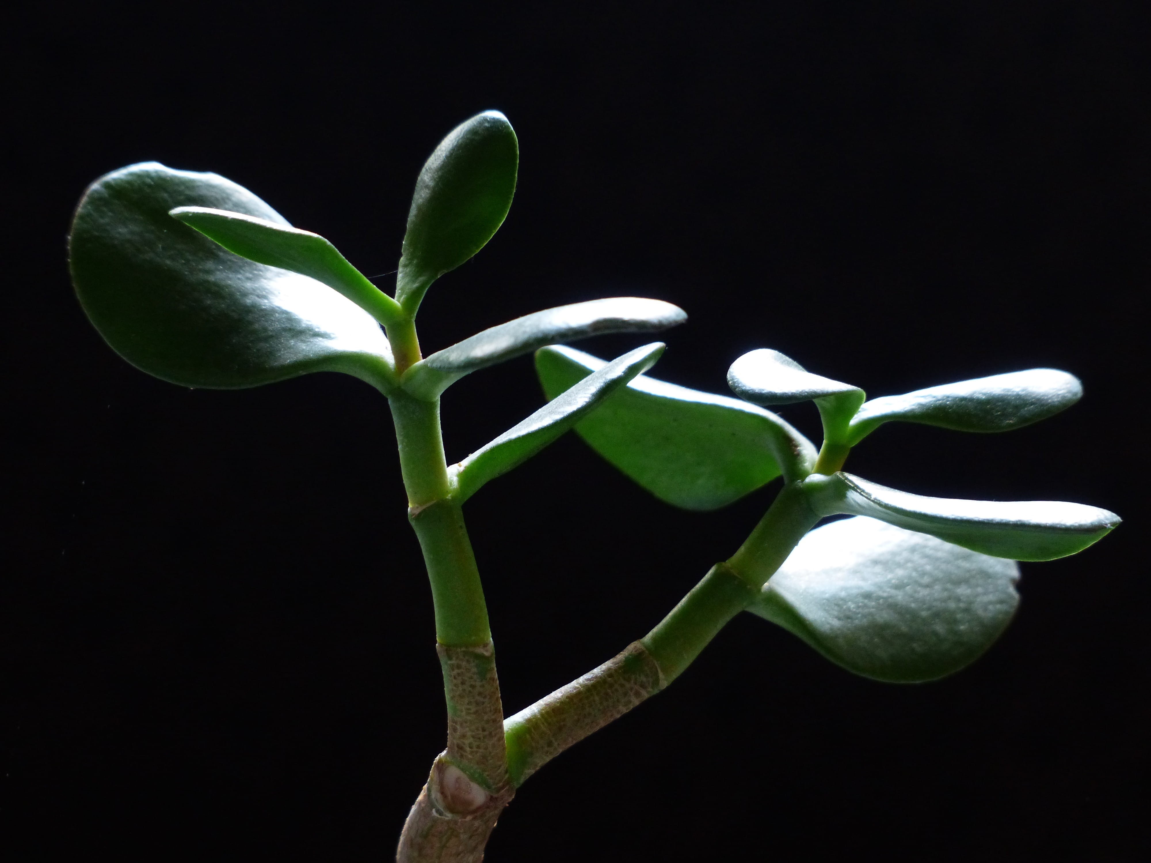 waxflower, no people, growth, green, plant stem, close-up, 4K, meaty, Leaves, succulent, bud, beauty in nature, houseplant, studio shot, Money Tree, beginnings, HD Wallpaper