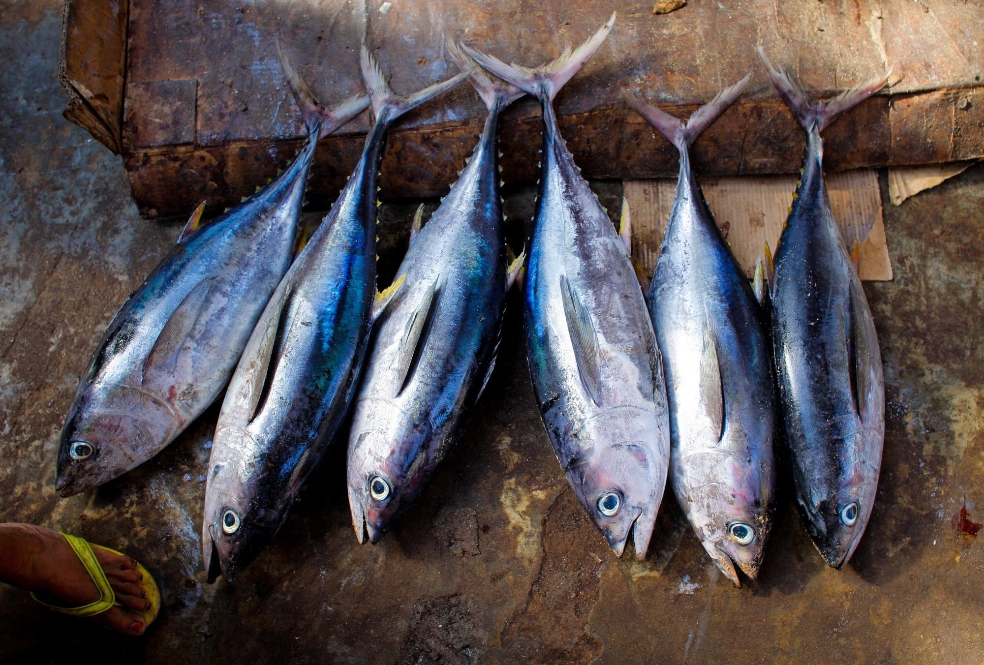 close-up, vertebrate, market, food and drink, high angle view, wellbeing, meal, raw Food, meat, day, fishing, fish, healthy eating, seafood, large group of objects, HD Wallpaper