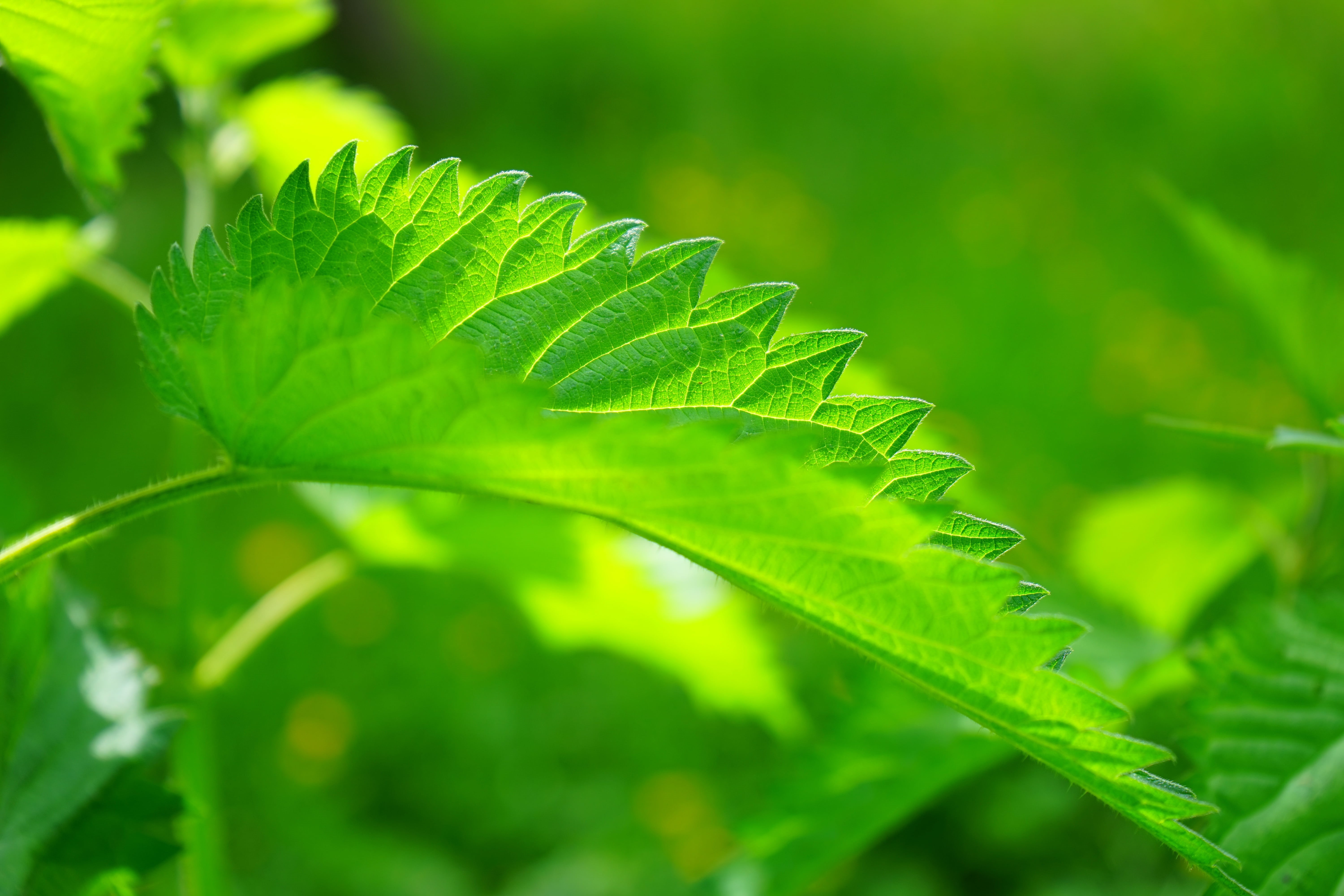 butterflies, leaf margin, protection mechanism, 5K, painful, urtica, lanceolate, outdoors, leaves, stipules, toothed, green Color, nettle hair, stalked, HD Wallpaper
