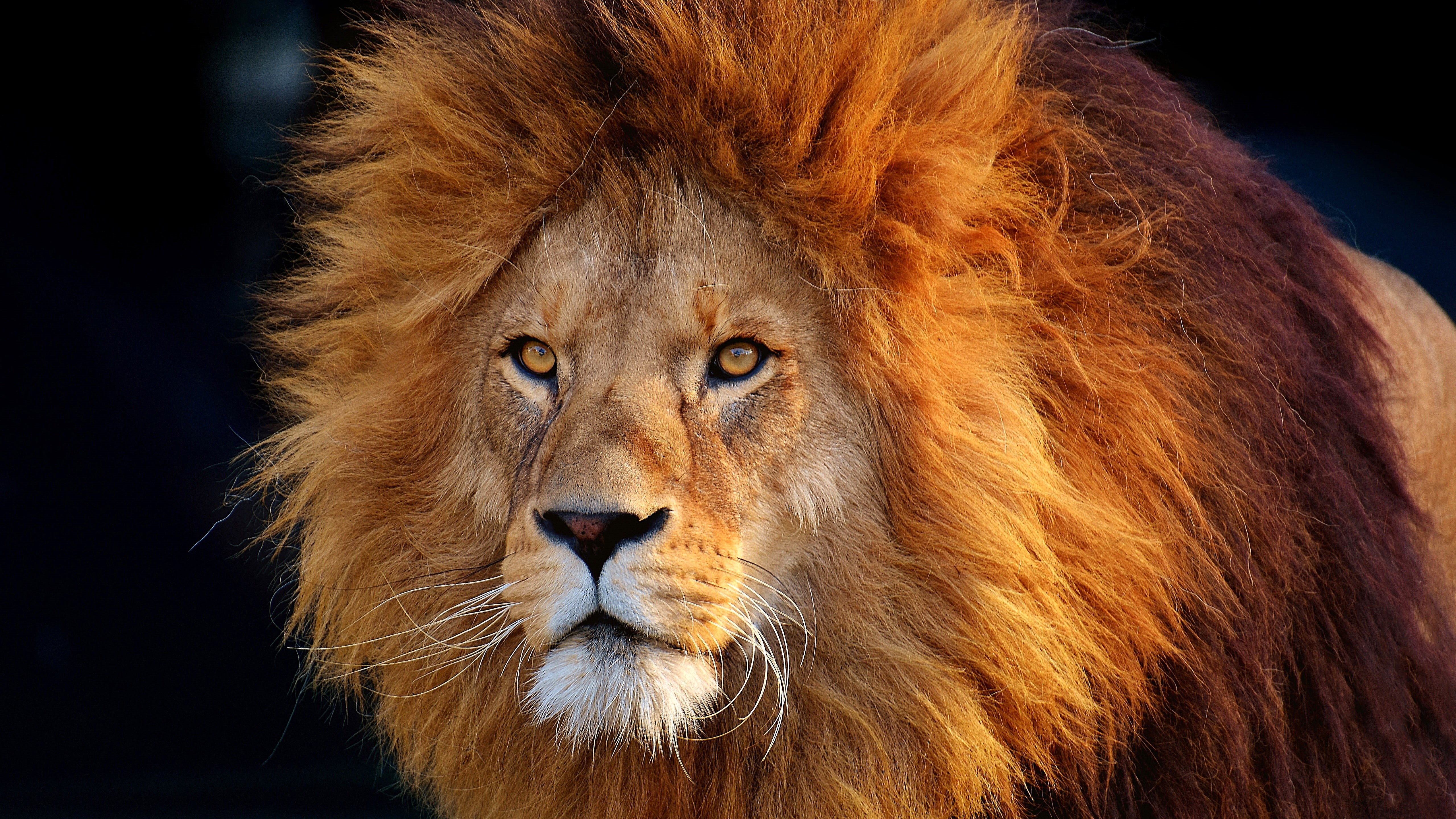 eye, masai lion, hair, head, mane, close up, terrestrial animal, whiskers, lion, wildlife, mammal, snout, fur, 5K, big cats, HD Wallpaper