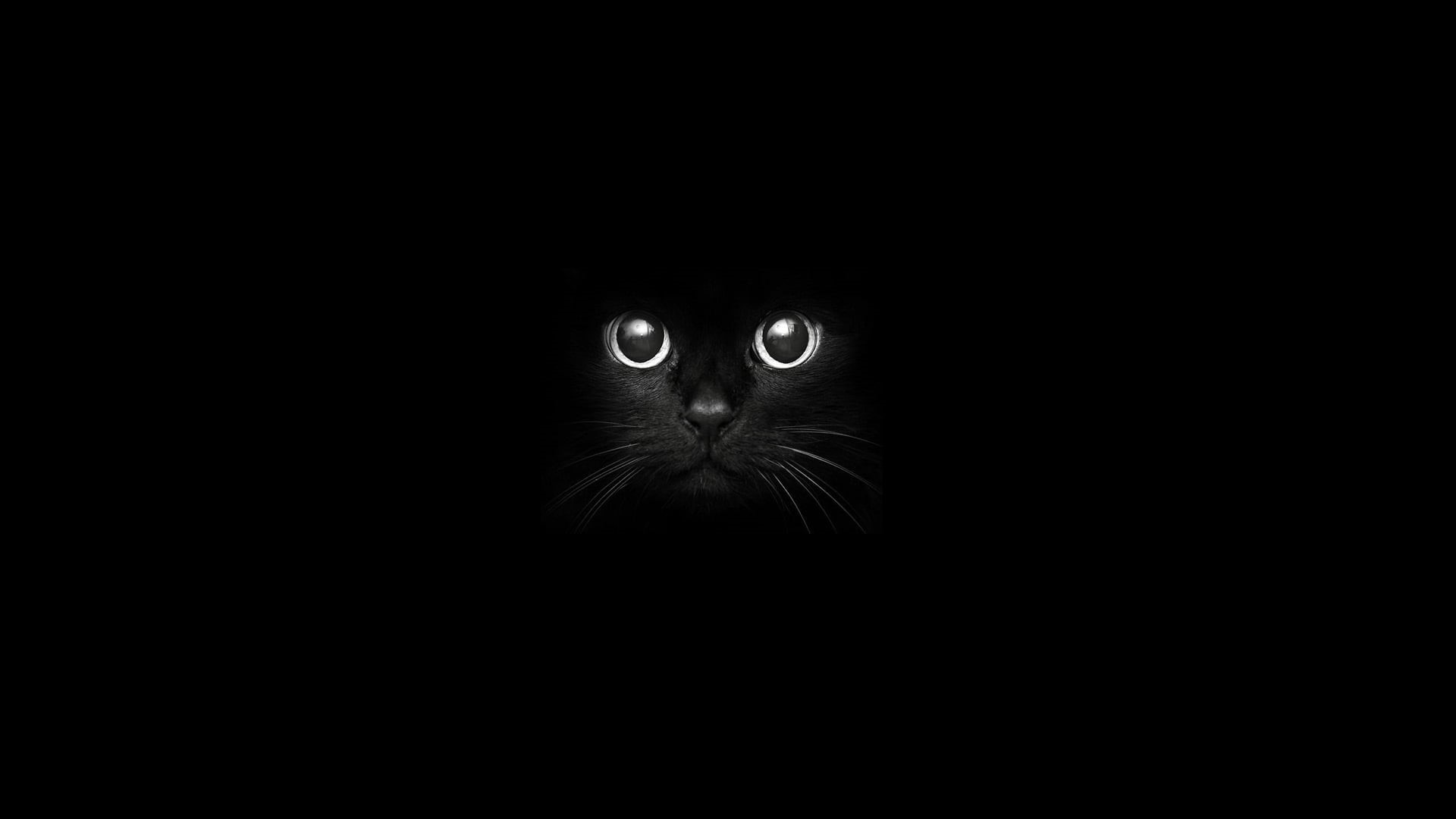 vertebrate, looking at camera, copy space, whisker, studio shot, domestic, domestic animals, animal themes, feline, animal head, pets, black background, HD Wallpaper