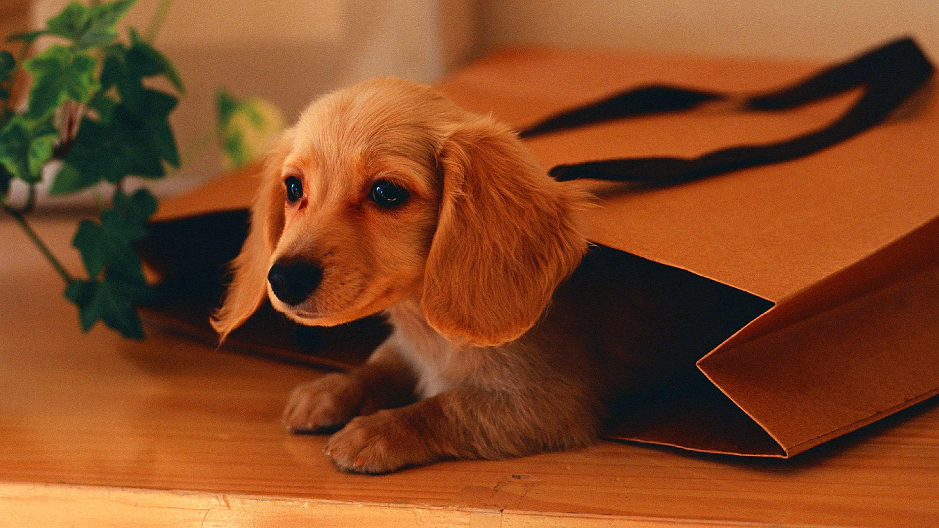 mammal, cute, flooring, dachshund, handbag, little dog, dog, puppy, whiskers, puppy love, dog breed, bag, wirehaired dachshund, 4K, HD Wallpaper