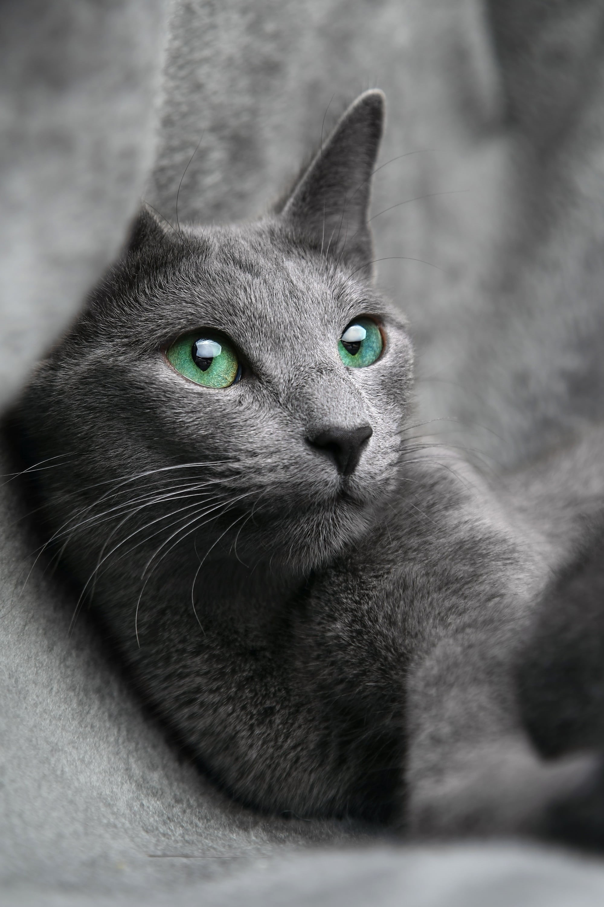 cute, animal themes, pet, feline, no people, kitten, mammal, animal, 2K, gray, portrait, animal body part, selective focus, cat, pets, looking away, animal head, Phone HD Wallpaper