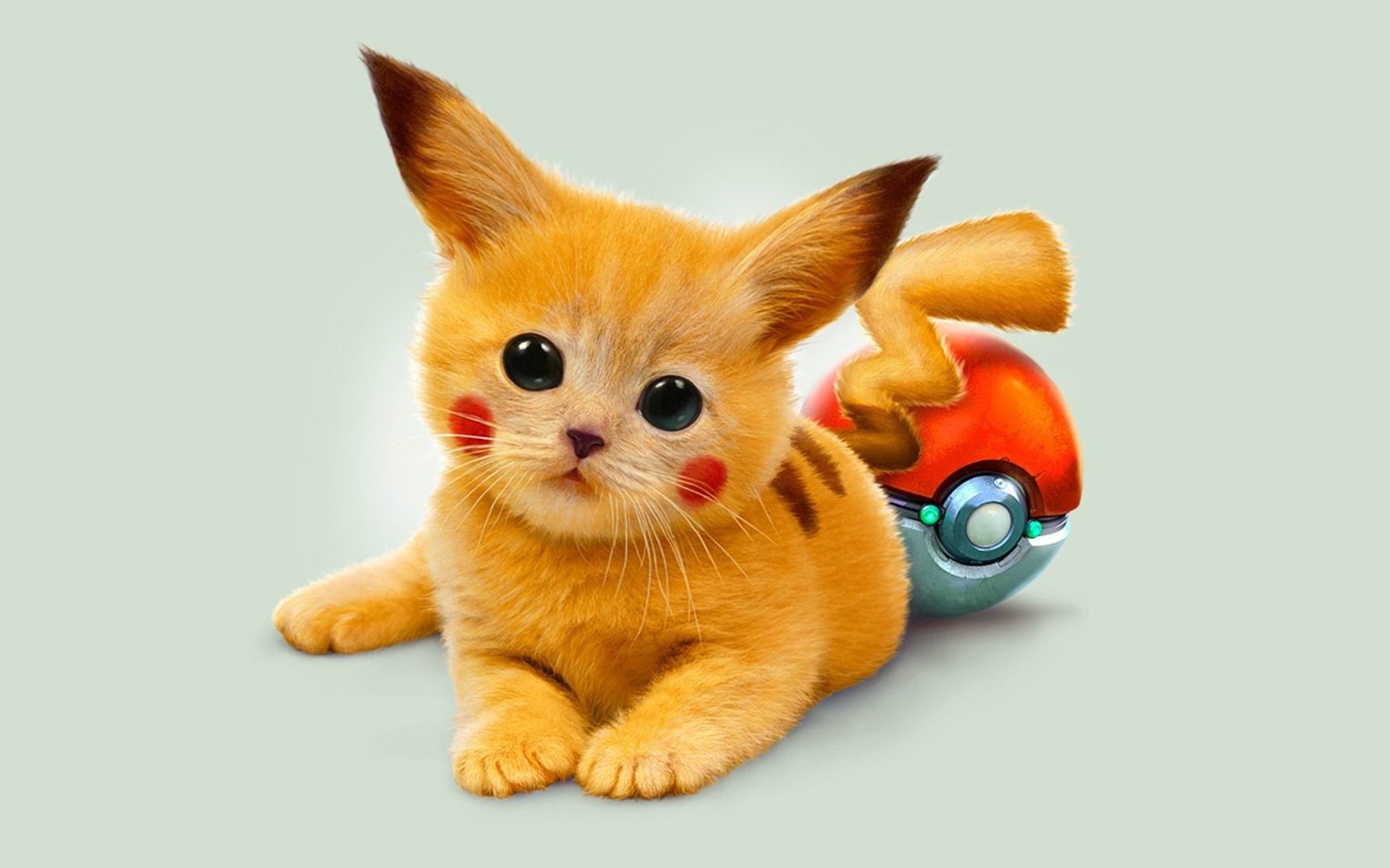 vertebrate, hd, looking at camera, cute, young animal, domestic animals, animal themes, eyed, chihuahua - dog, cat, 1080P, red, small, kitty, mammal, art, HD Wallpaper