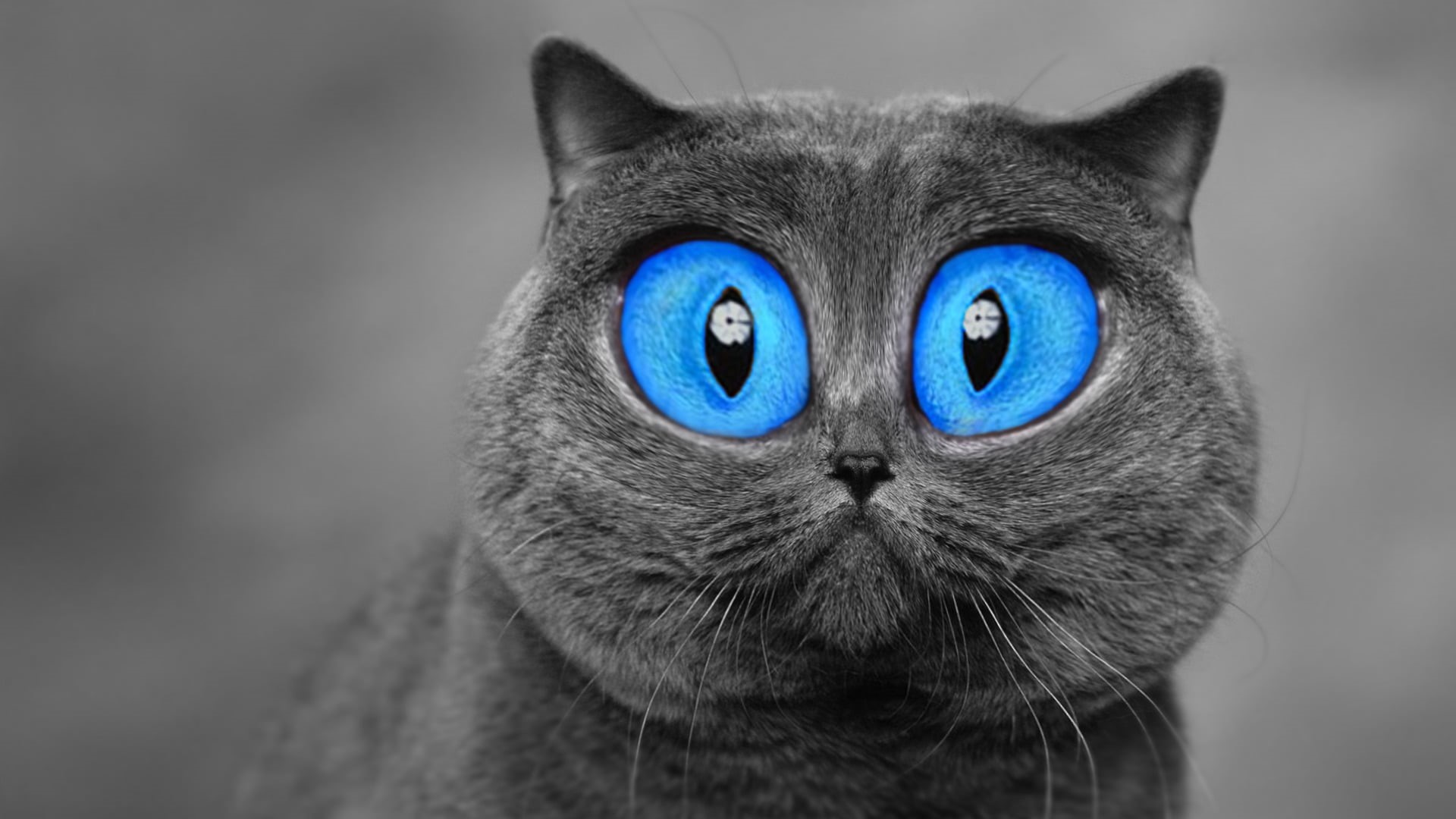 eye, whisker, selective coloring, domestic animals, haired, animal, gray, animal head, cat, close-up, blue eyes, animal body part, one animal, domestic, HD Wallpaper