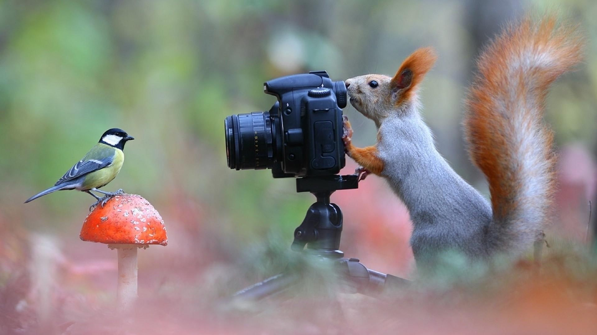 animals, mushroom, photo, bird, 1080P, funny, squirrel, HD Wallpaper