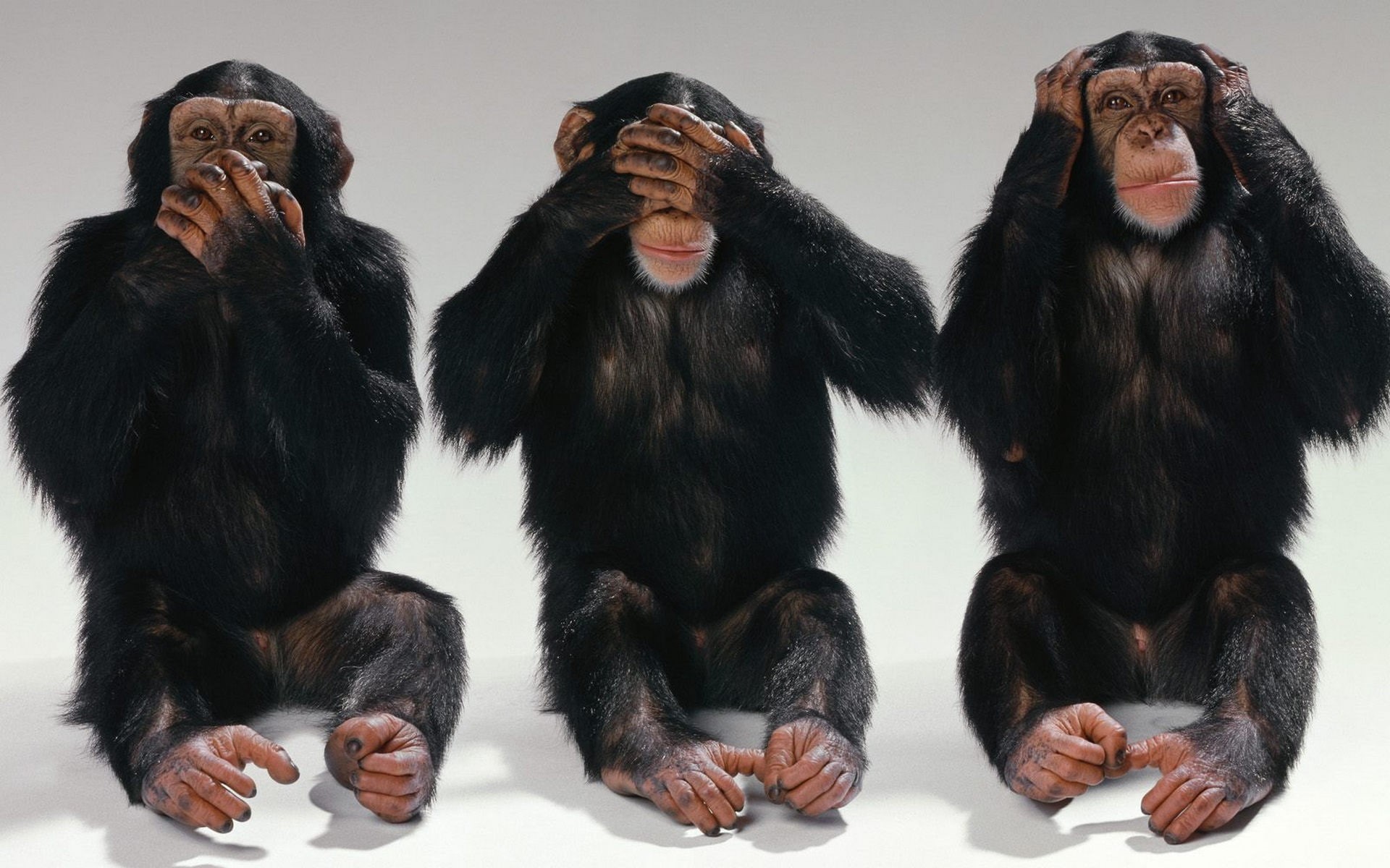 ears, chimpanzees, mouth, black, funny, three, eyes, monkeys, 1080P, HD Wallpaper