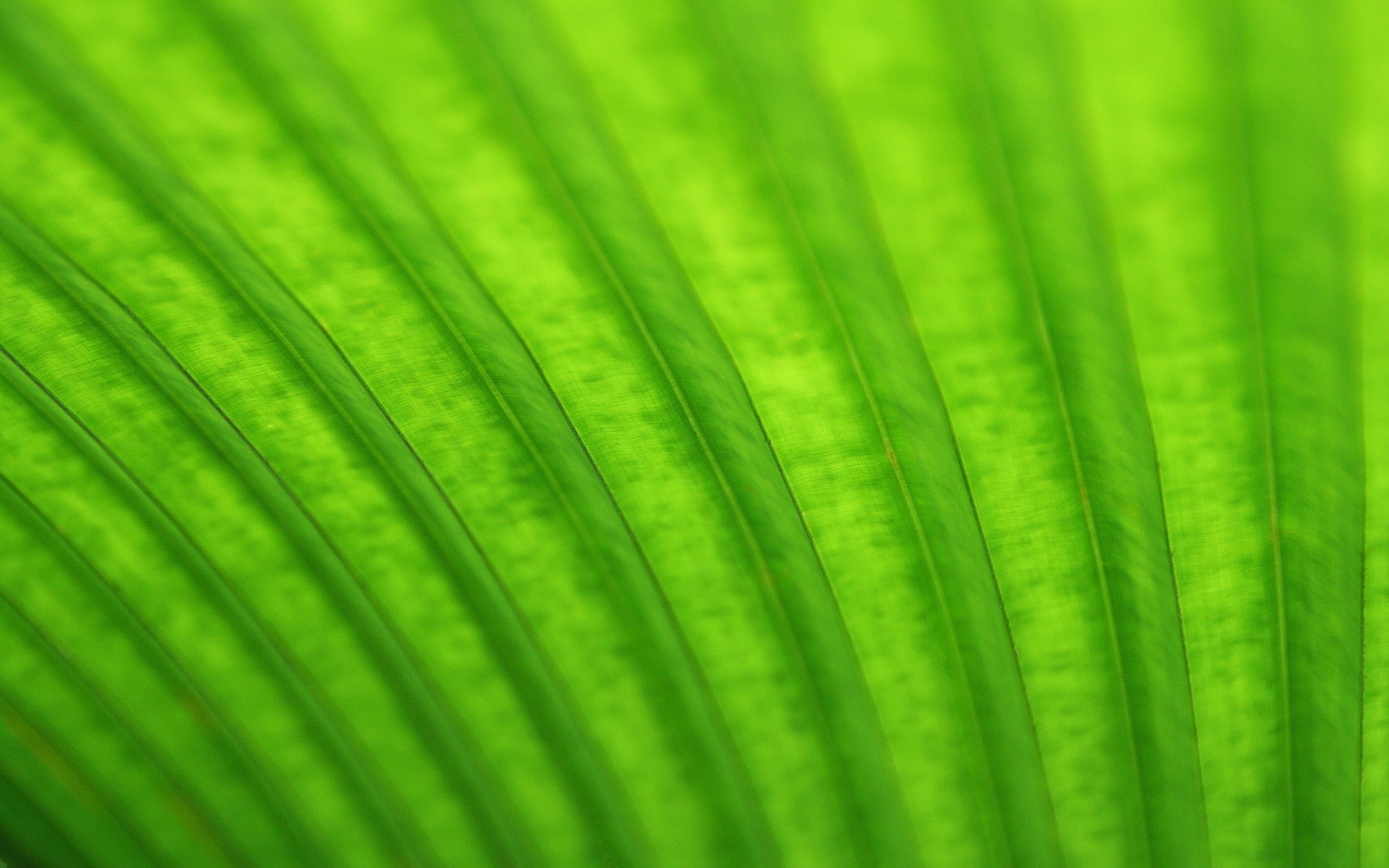 outdoors, green color, growth, backgrounds, leaves, freshness, palm tree, nature, abstract backgrounds, textured effect, Ubuntu, close-up, textured, beauty in nature, HD Wallpaper