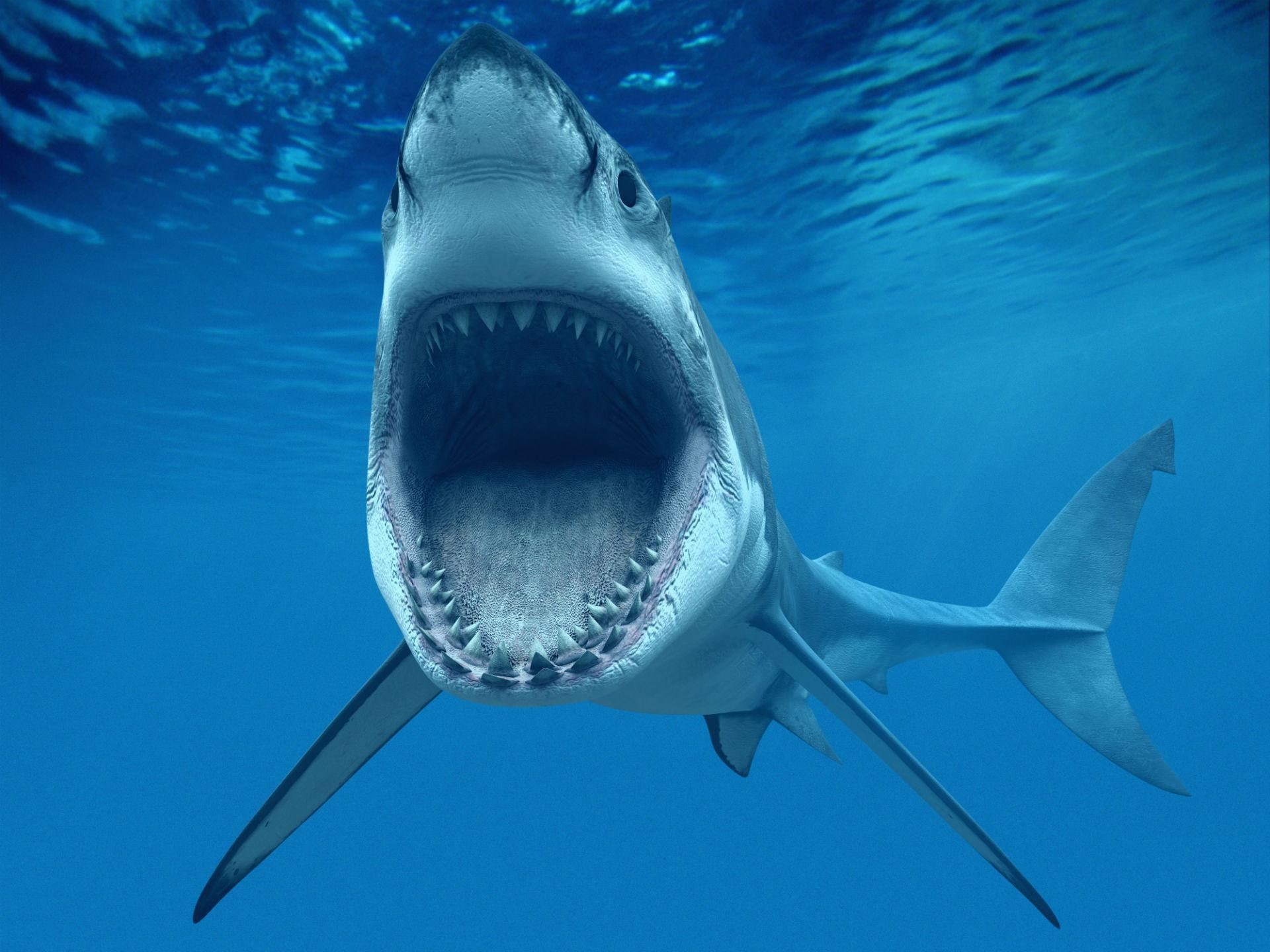 fish, cg, photo, underwater, blue, whiteteeth, background, shark, ocean, great, 1080P, fishes, HD Wallpaper
