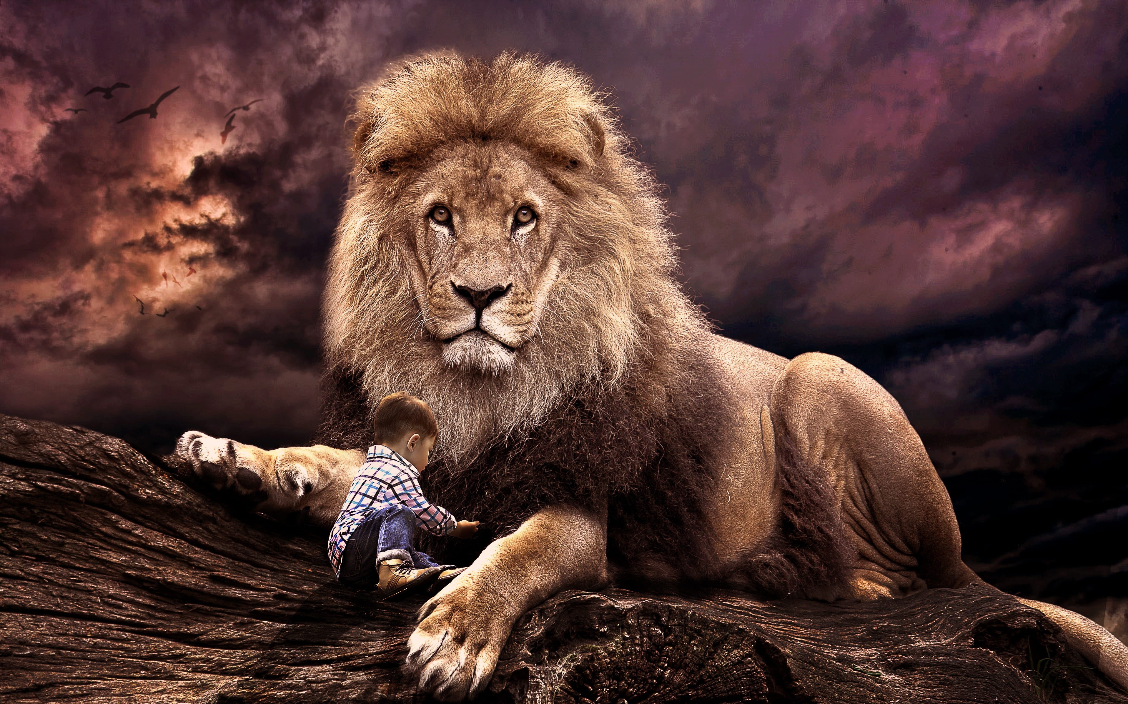 vertebrate, animal family, leo, african, strength, lion, fur, beast, big, wildlife, symbol, animal, pride, lion - feline, power, cat, boy, playing, group of animals, HD Wallpaper