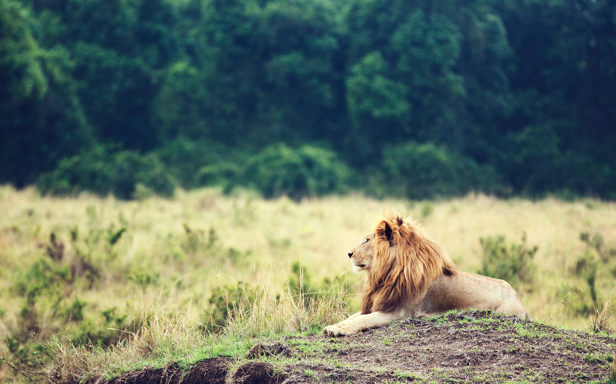 mane, lion, brown, Animal, beasts, 1080P, king of beasts, king, HD Wallpaper