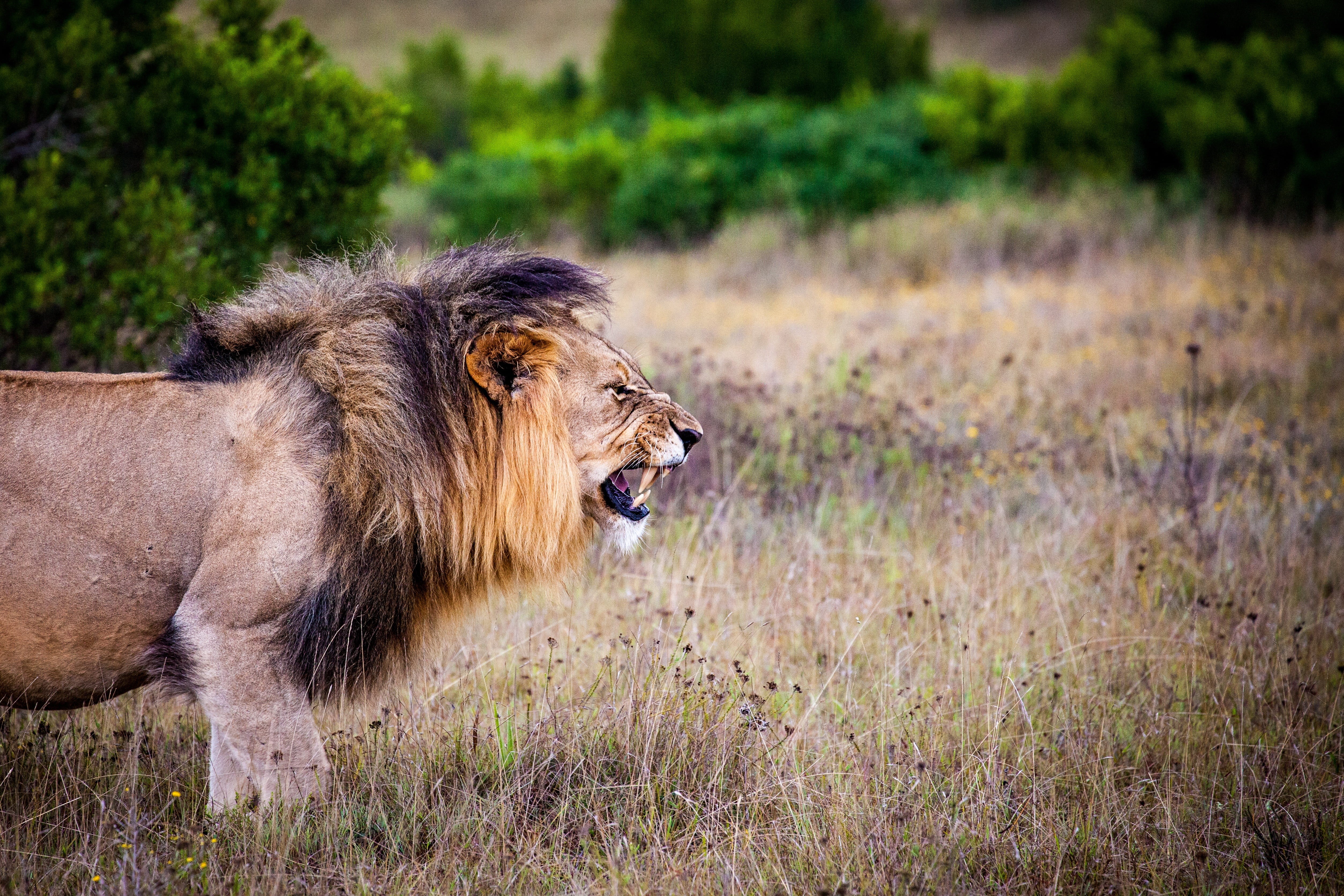 dried, male animal, grass, animal wildlife, wild, lion - feline, outdoors, feline, big game, big cat, animals in the wild, predator, standing, mouth open, HD Wallpaper