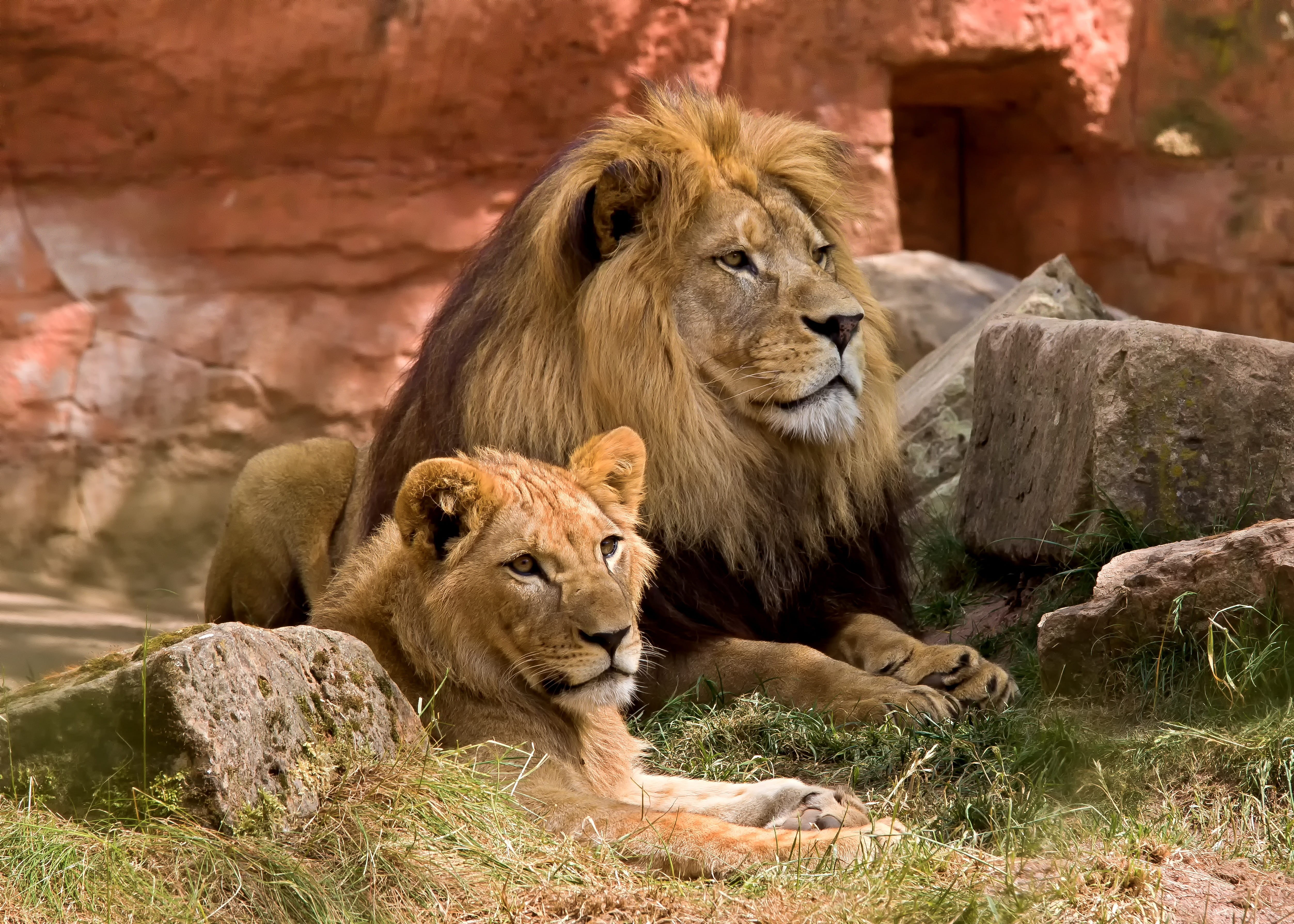nature, mammal, two, female animal, two animals, 4K, feline, rock, no people, cat, big cat, tanzania, carnivora, outdoors, wilderness, lion, wildcat, paw, HD Wallpaper