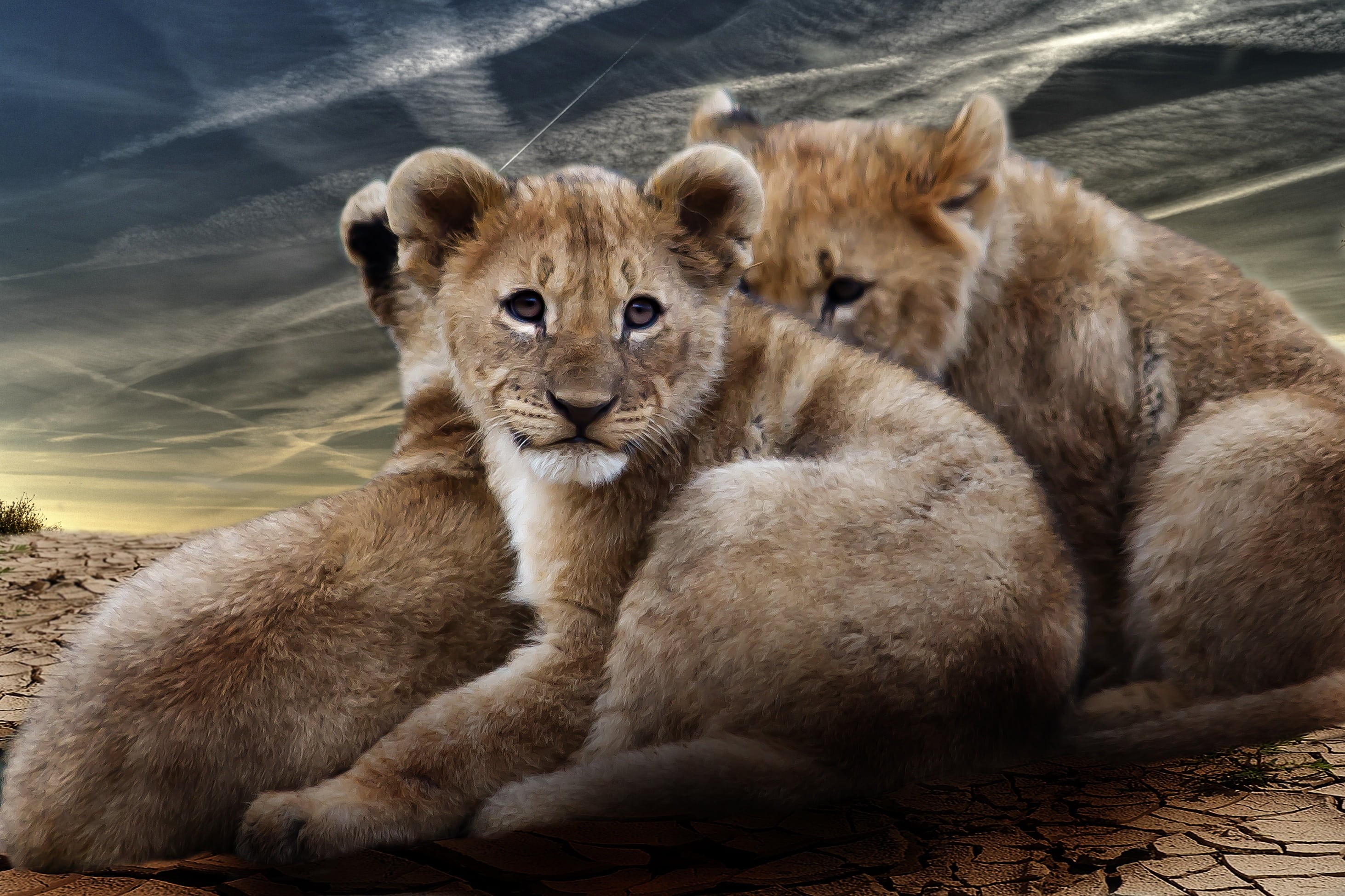 land, young animal, feline, animal wildlife, africa, safari, vertebrate, whisker, sitting, national park, carnivores, fur, animal world, wildcat, wild, HD Wallpaper
