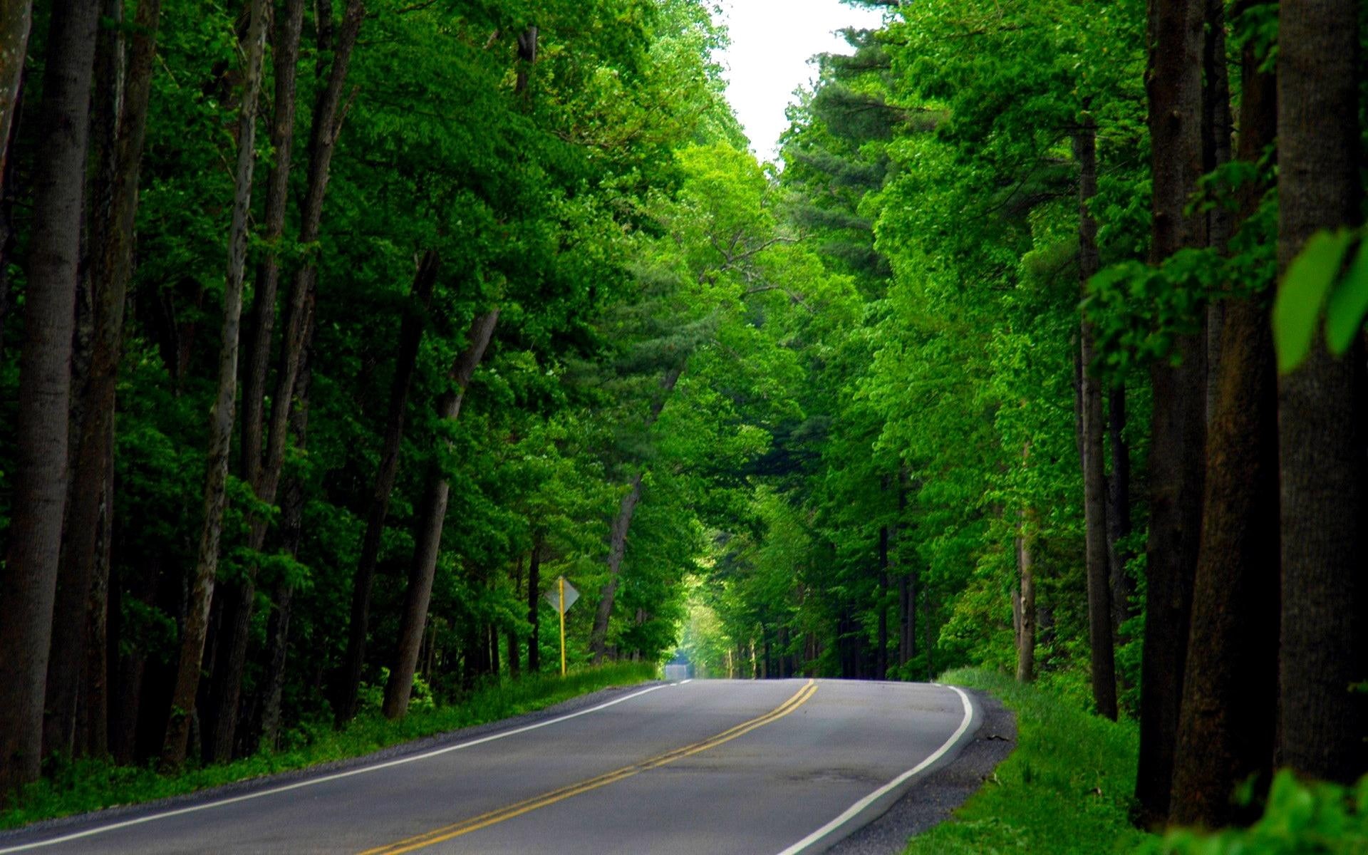 green, 3d and abstract, 1080P, forest, refreshing, road, HD Wallpaper