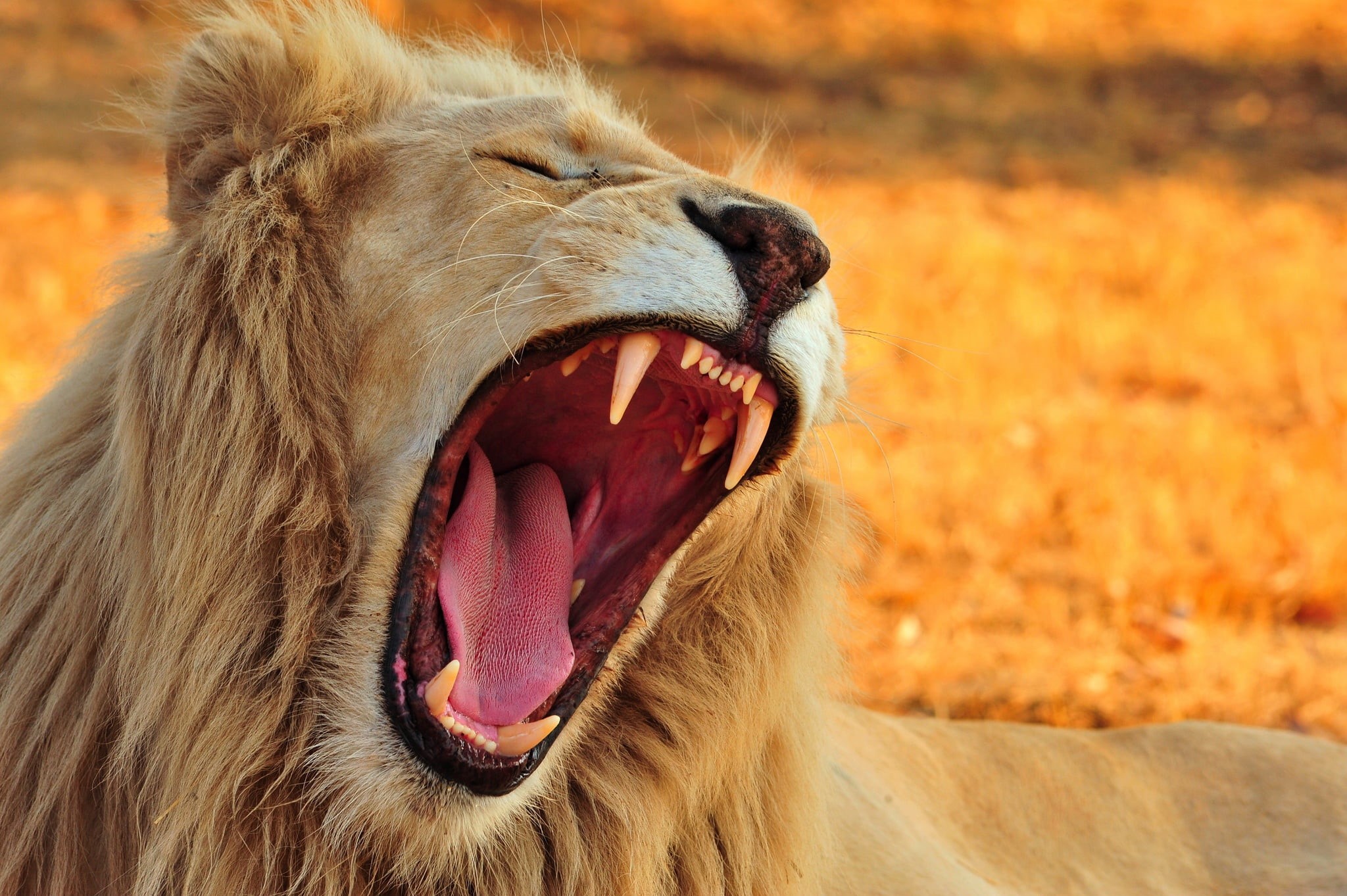 lion, brown, animal body part, yawning, one animal, animal tongue, no people, ceramic, day, animal, mouth open, pink, animal mouth, vase, animals, focus on foreground, HD Wallpaper