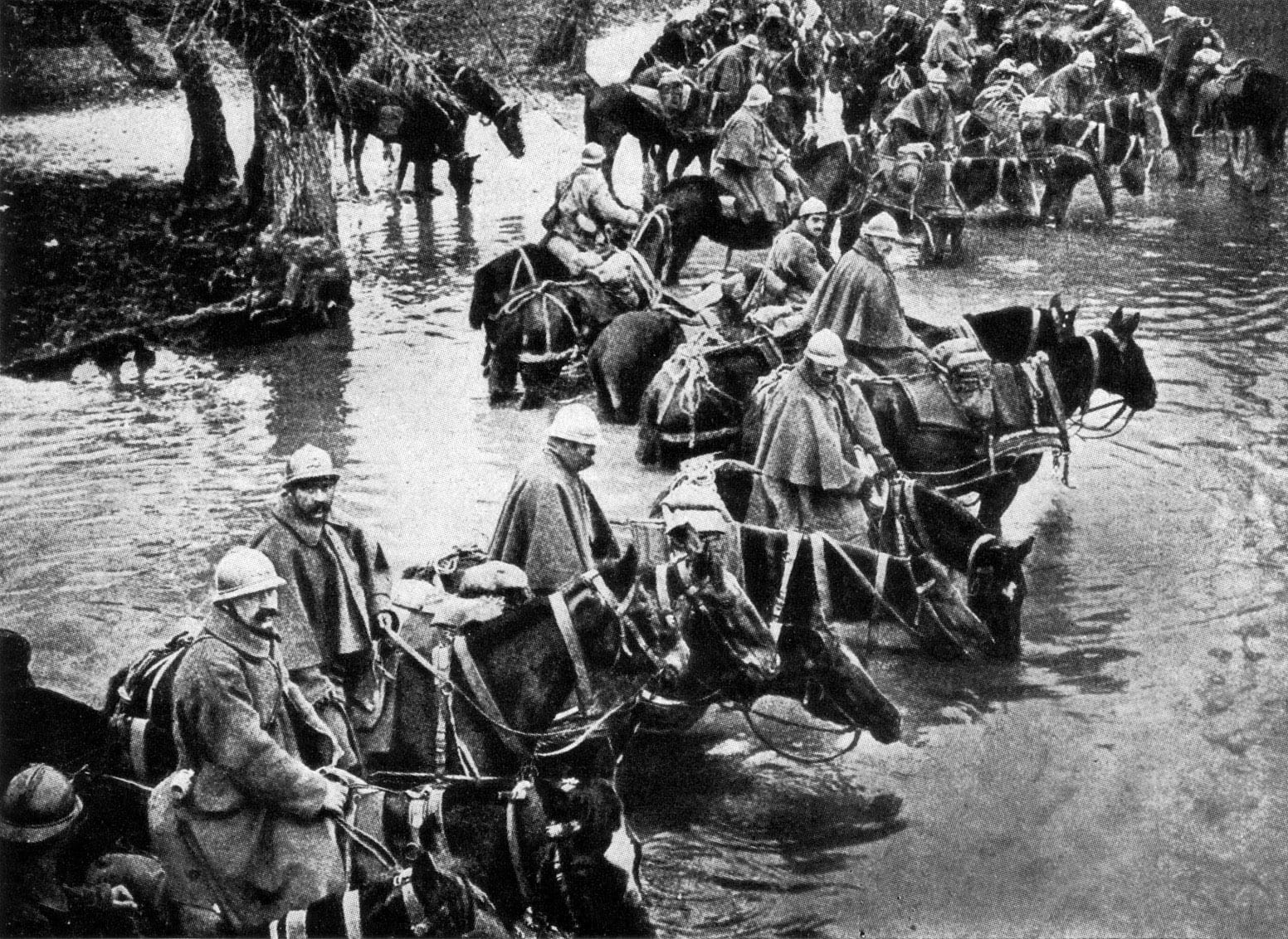 vertebrate, real people, cultures, time, defense of Verdun, herbivorous, mammal, troops, herd, pets, animal wildlife, Defense, group of animals, army, ww i, HD Wallpaper