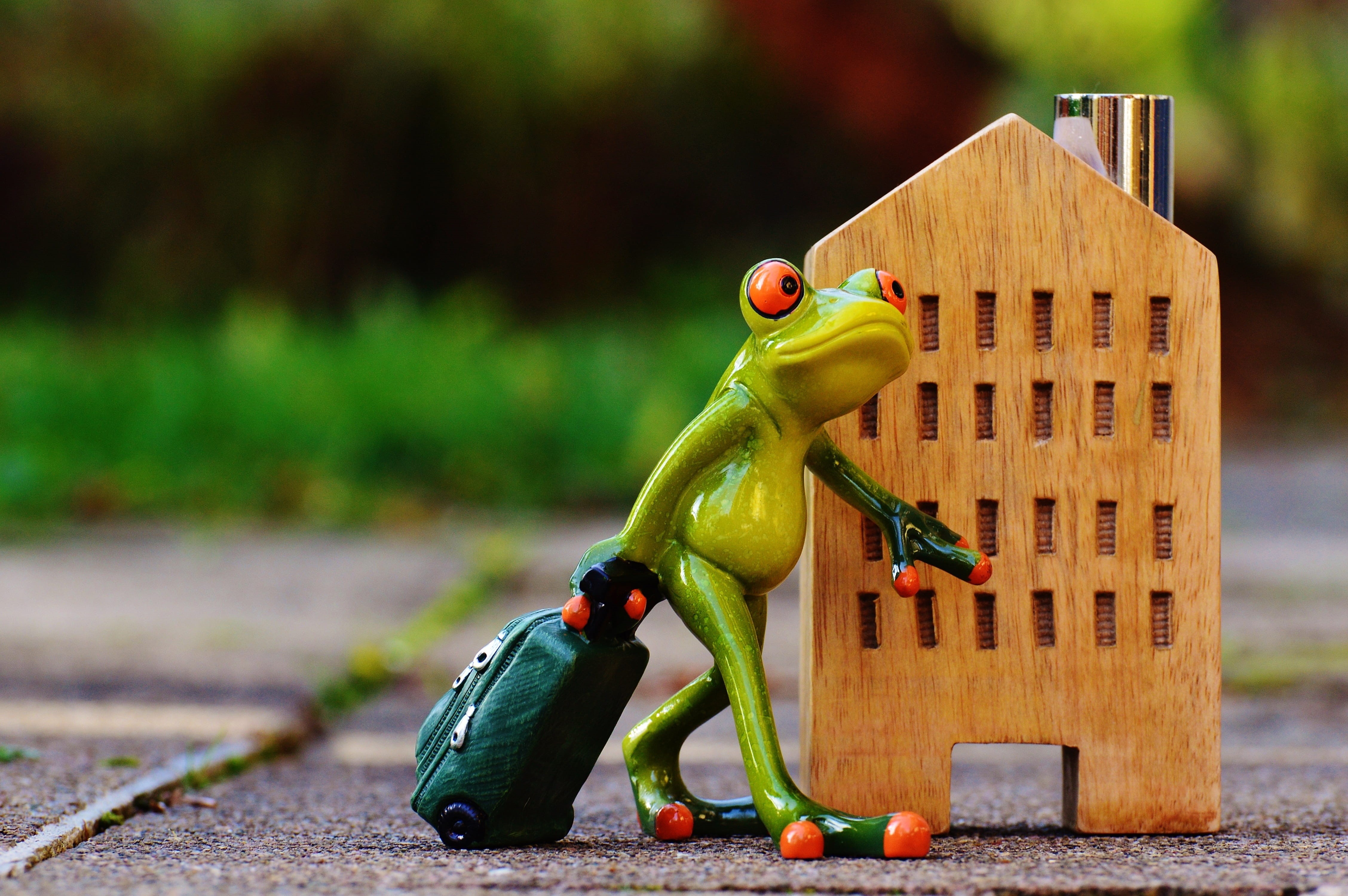 sweet, animal wildlife, Frog, cute, skateboard, Time To Go, bird, new beginning, figurine, fun, close-up, human representation, figure, Travel, toy, representation, HD Wallpaper