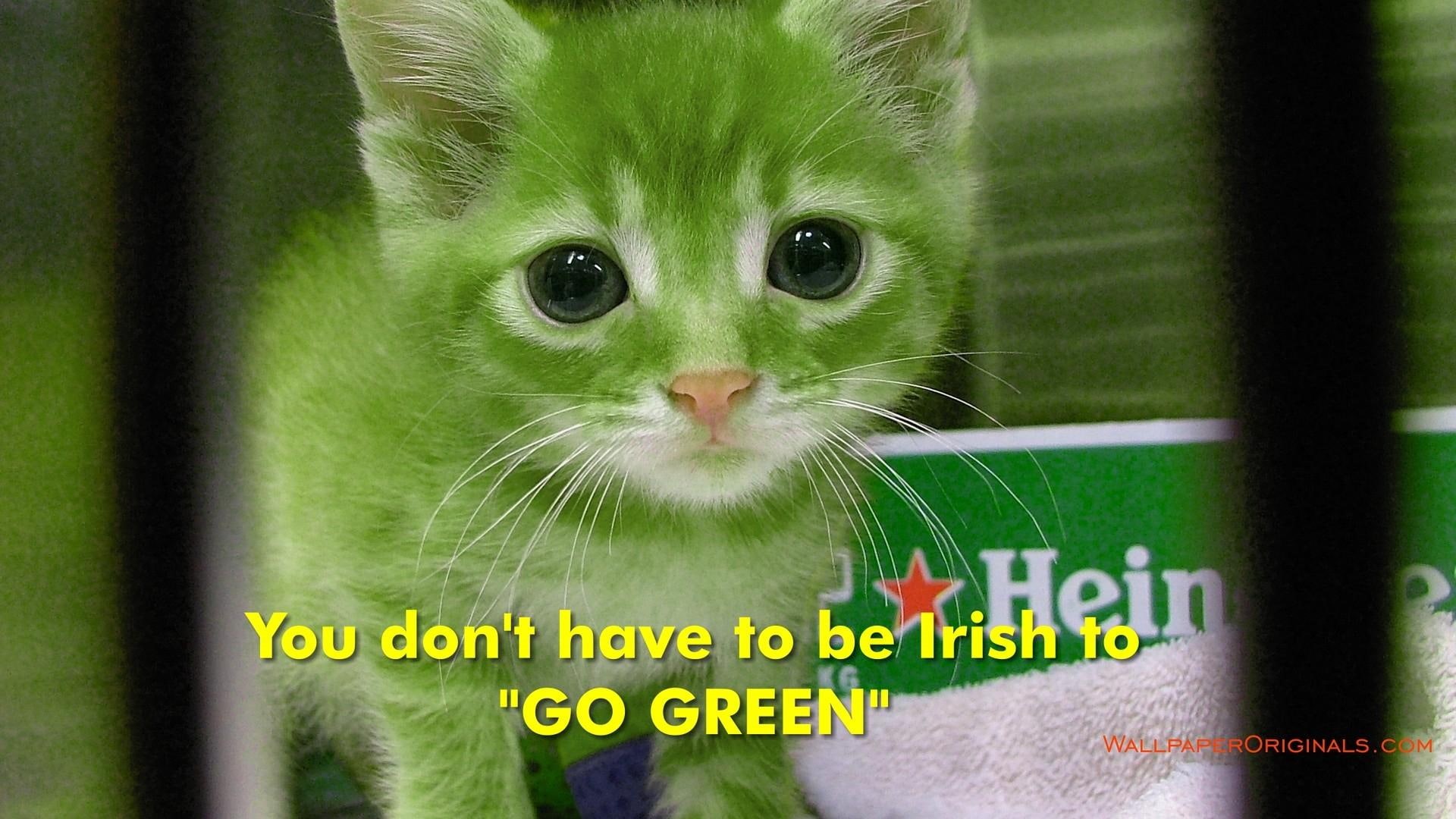 animals, go, green, 1080P, animal, drink, irish, dont, HD Wallpaper