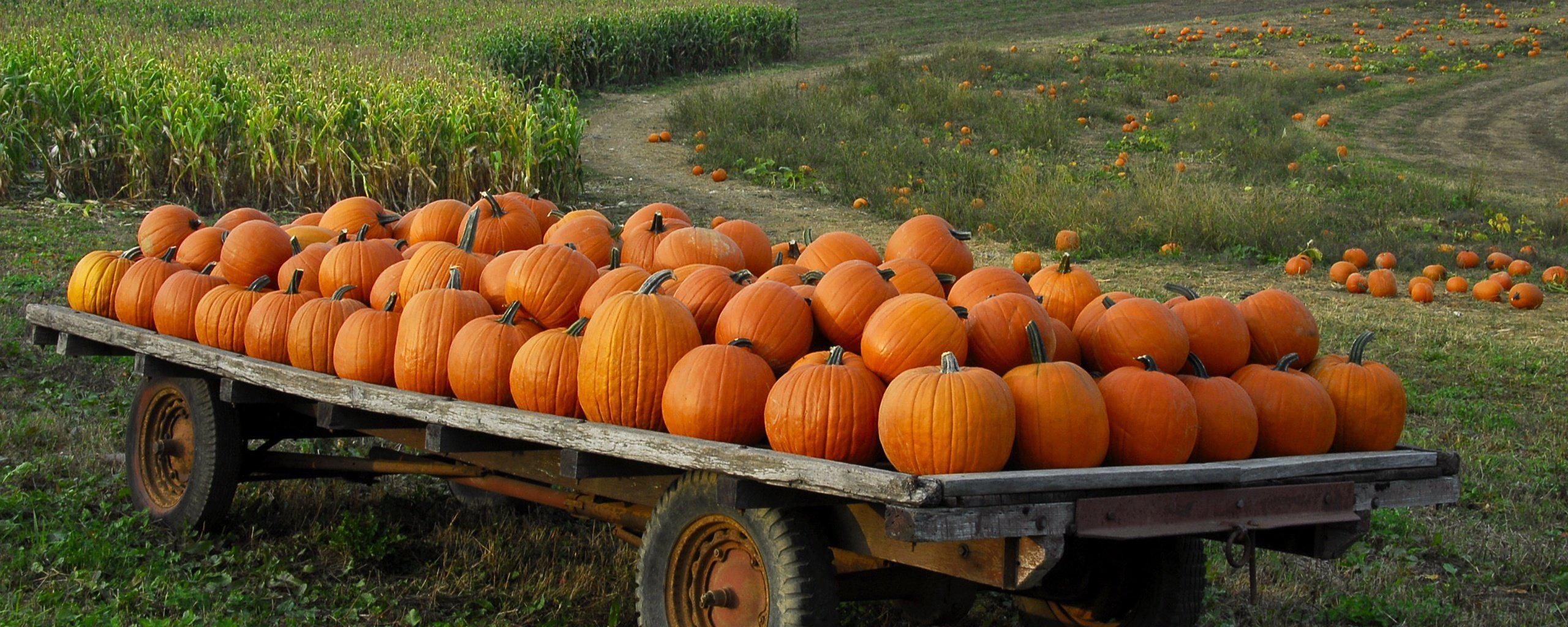 pumpkin, patch, desktop, 2K, halloween, autumn, HD Wallpaper