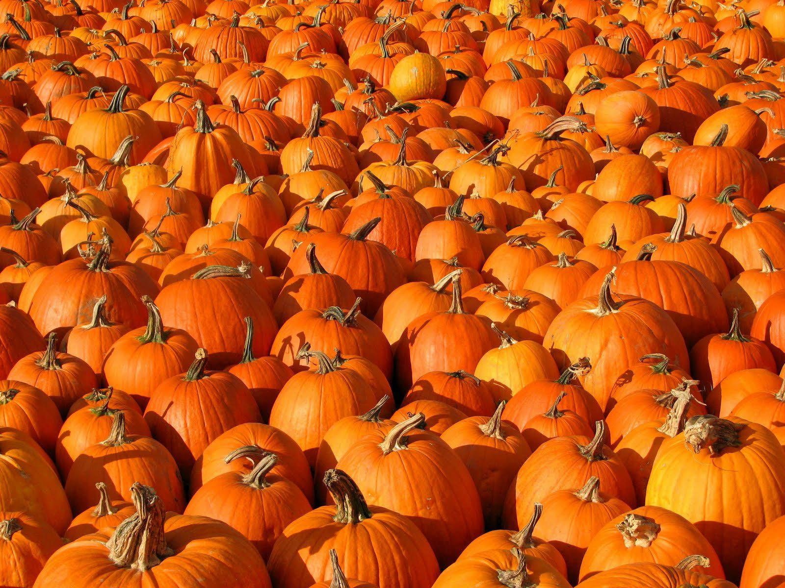 patch, wide, 720P, autumn, pumpkin, halloween, HD Wallpaper