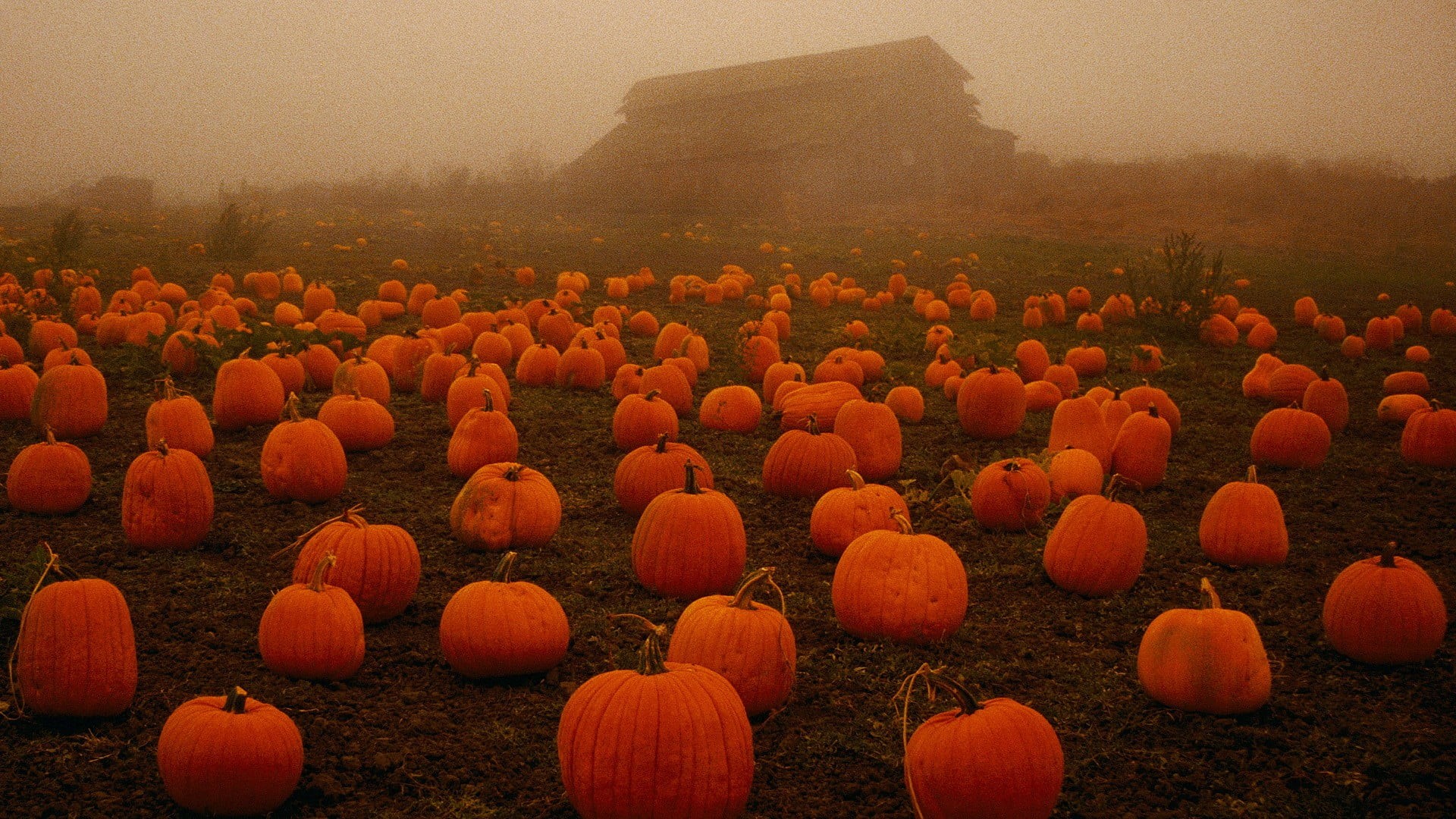 pumpkin, fall, spooky, field, plants, 1080P, HD Wallpaper