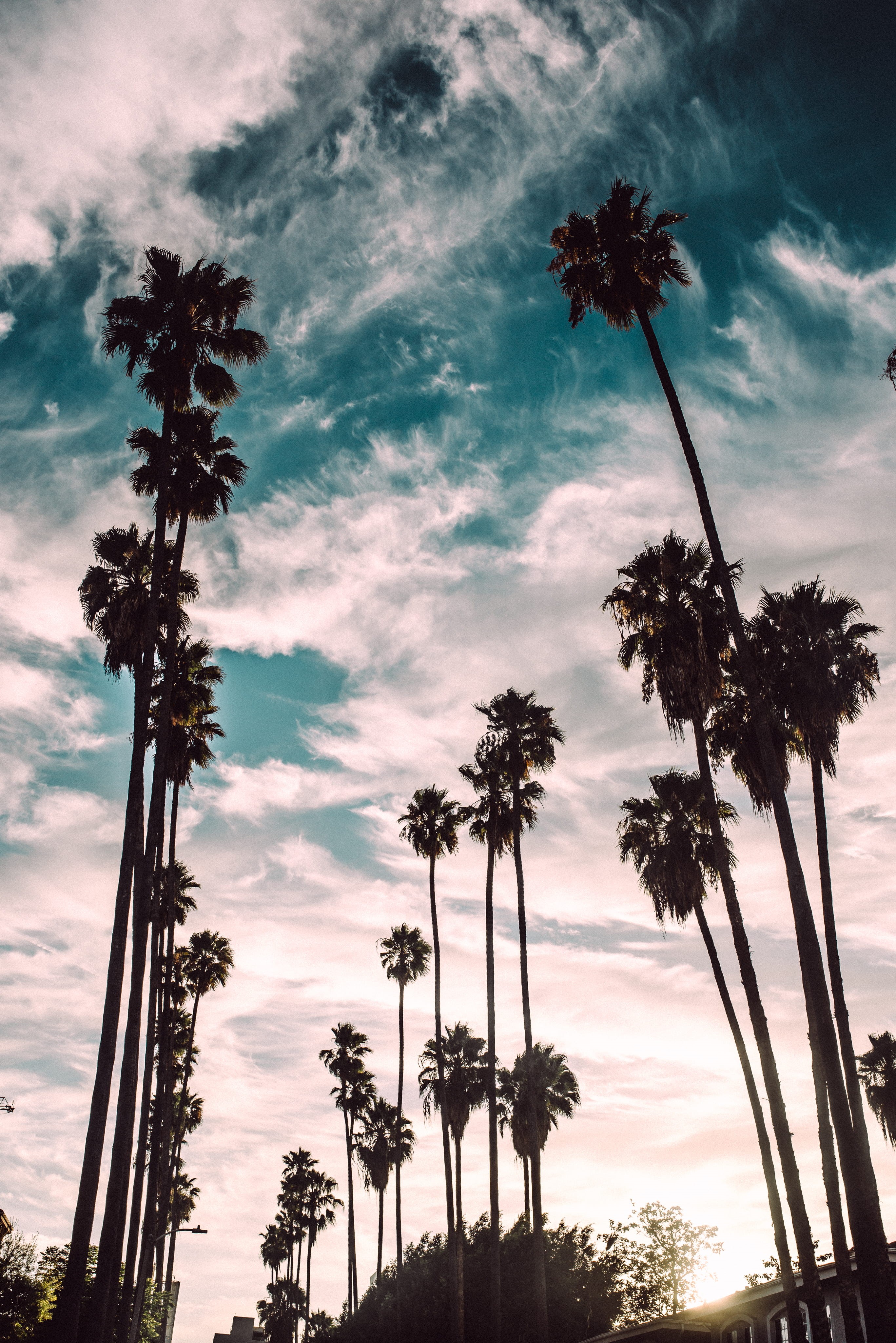 tall - high, outdoors, sunset, santa monica, growth, low angle view, california, nature, los angeles, beauty in nature, tranquil scene, cloud - sky, 4K, Phone HD Wallpaper