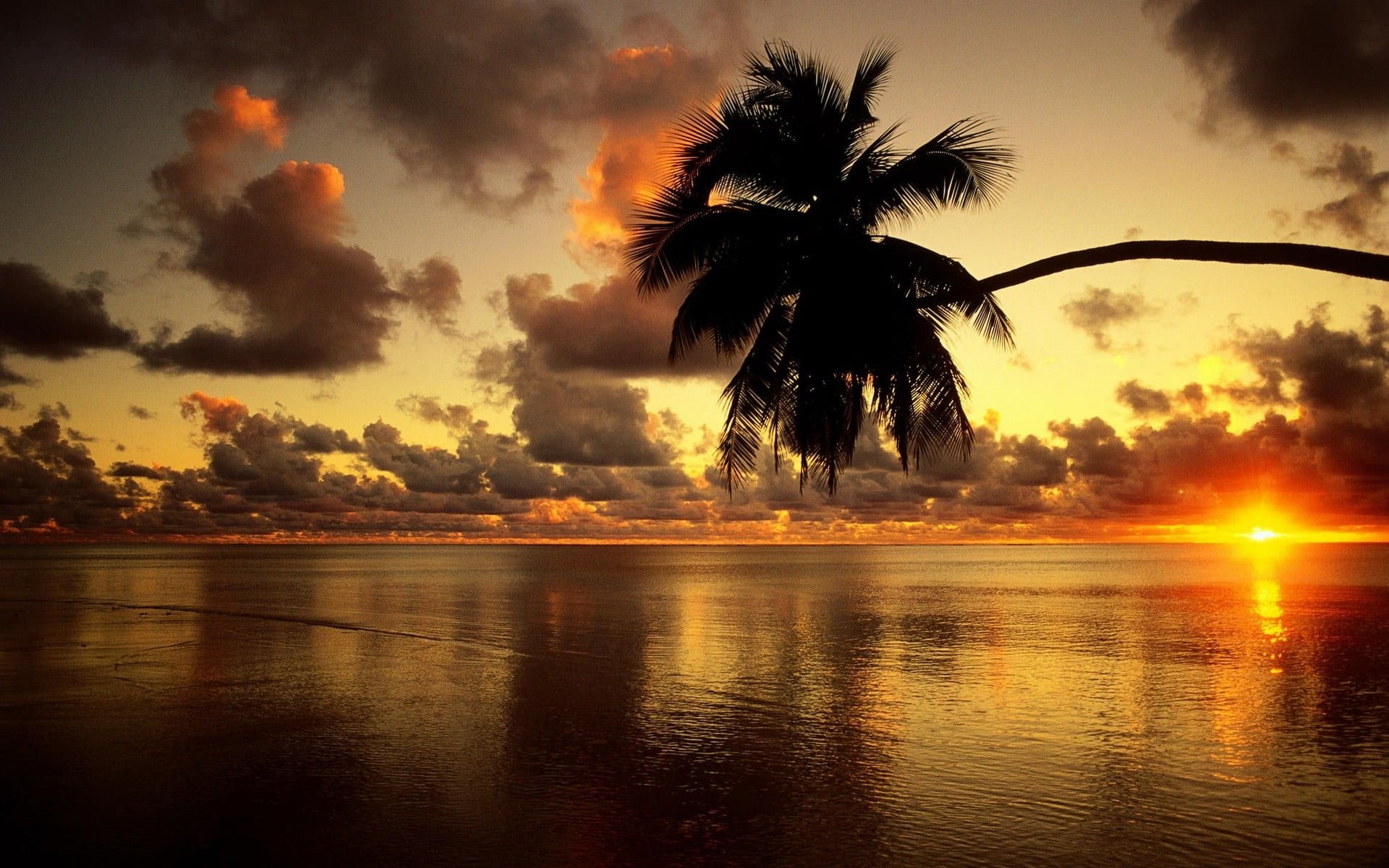 no people, scenics - nature, tranquil scene, cloud - sky, water, tropical climate, orange color, leaning, 1080P, sea, sunset, palm tree, idyllic, clouds, HD Wallpaper