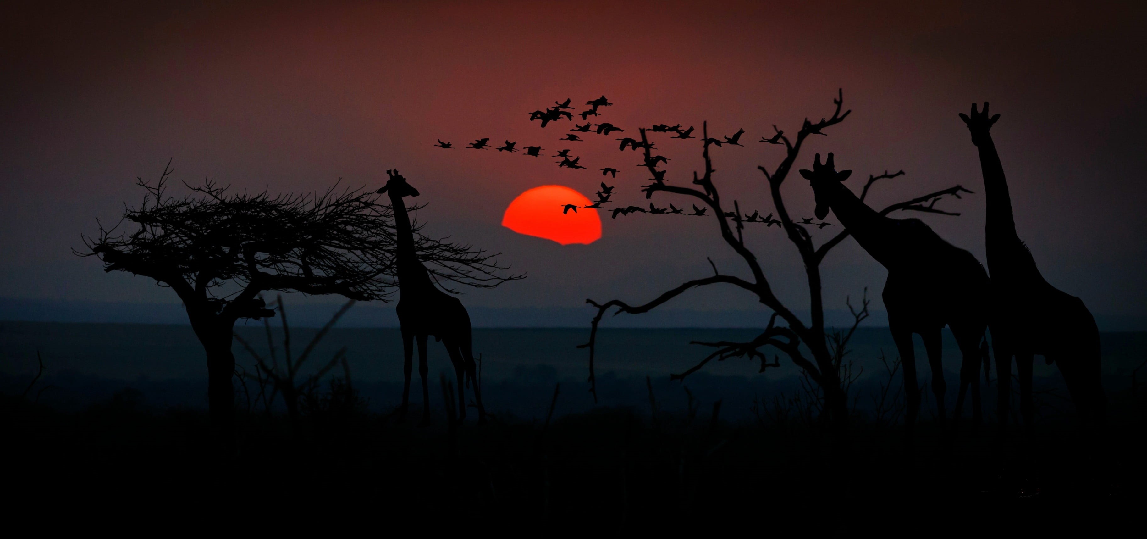 romantic, scenics - nature, silhouette, animals in the wild, atmosphere, tranquil scene, trees, animal wildlife, animal world, beauty in nature, nature, HD Wallpaper