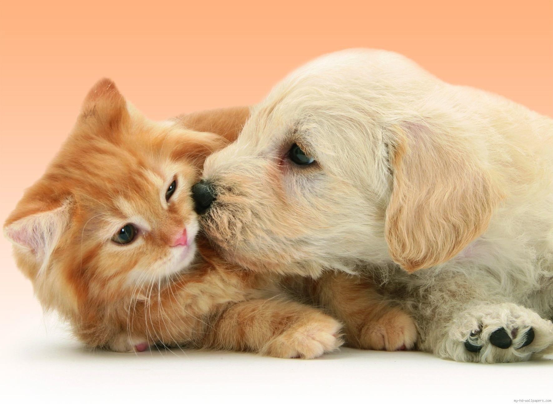 dog, fun, cat, kiss, animal, kissing, 720P, puppy, HD Wallpaper