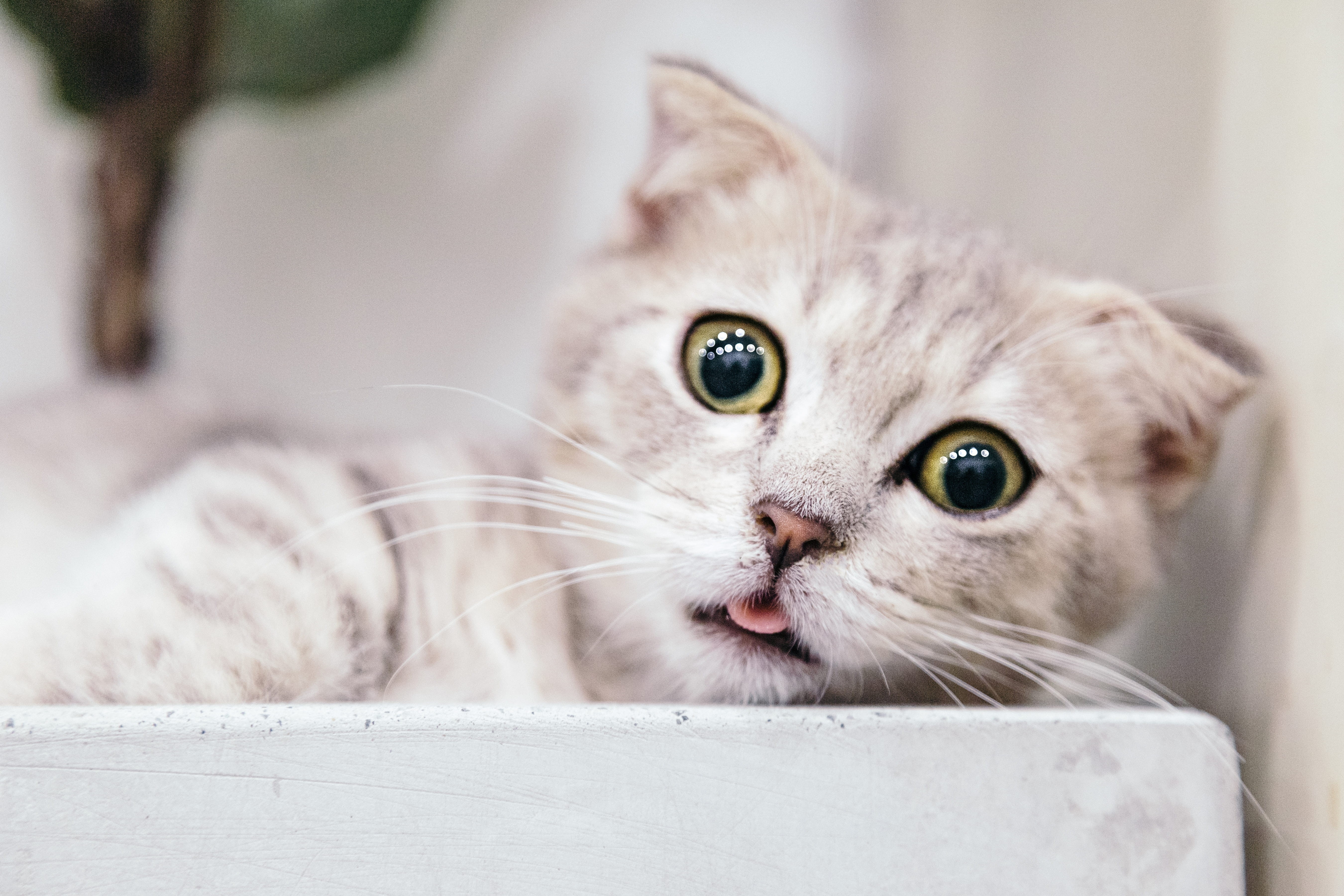 adorable, whisker, humor, animal body part, portrait, indoors, whiskers, 5K, cute, focus, animal themes, animal head, feline, no people, one animal, pets, HD Wallpaper