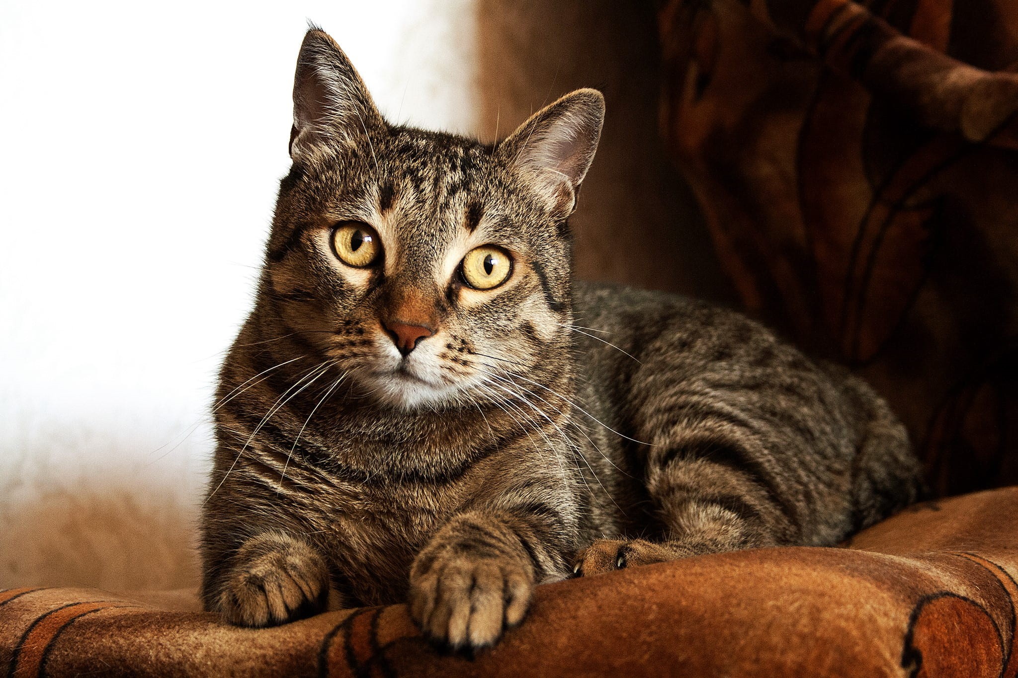 looking at camera, brown, kitty, 1080P, pet, cute, sit, portrait, one animal, mammal, adult, domestic animals, feline, hair, indoors, animal, little, sofa, HD Wallpaper