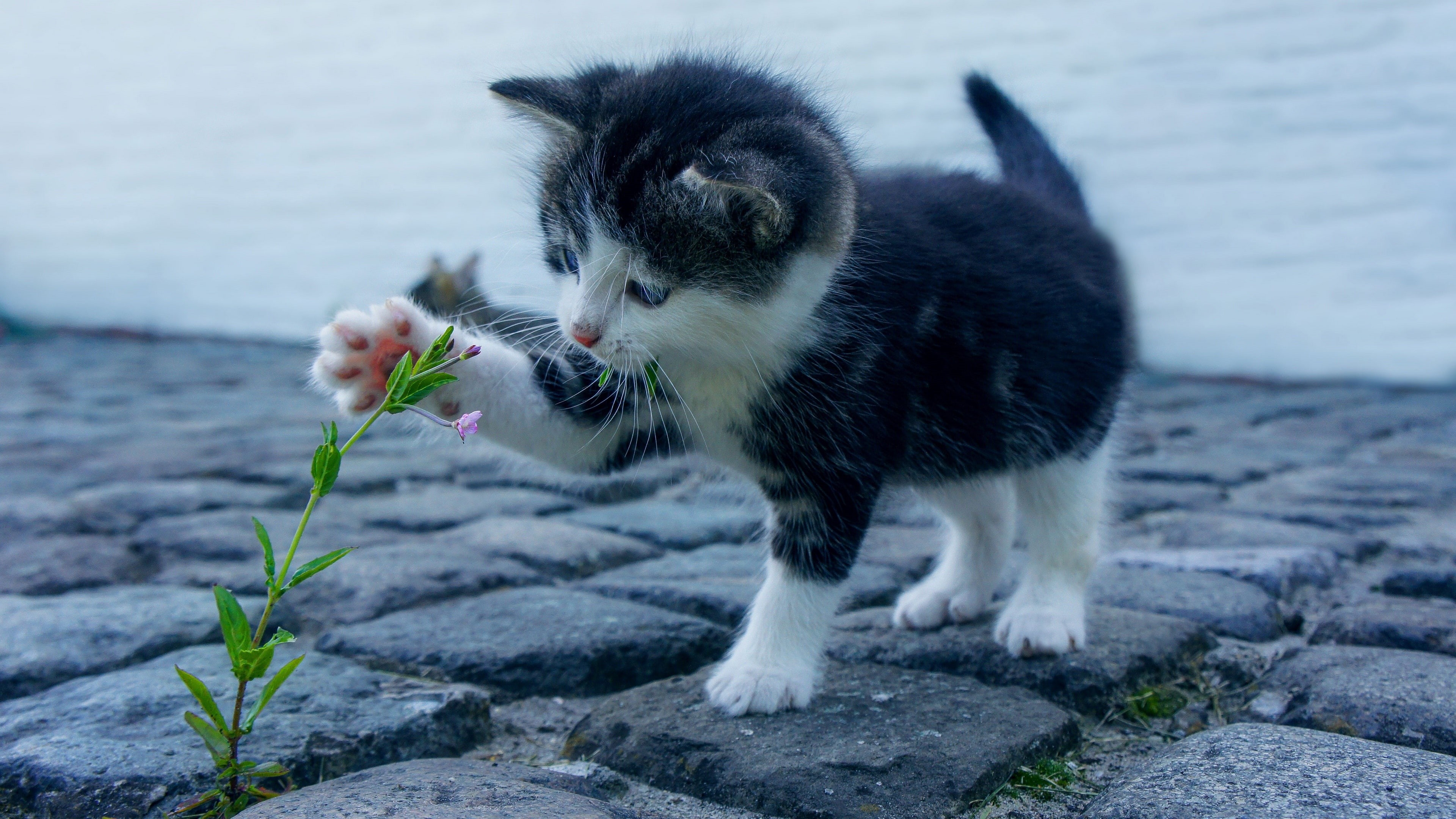 4K, cat, whiskers, cute, kitten, paw, HD Wallpaper