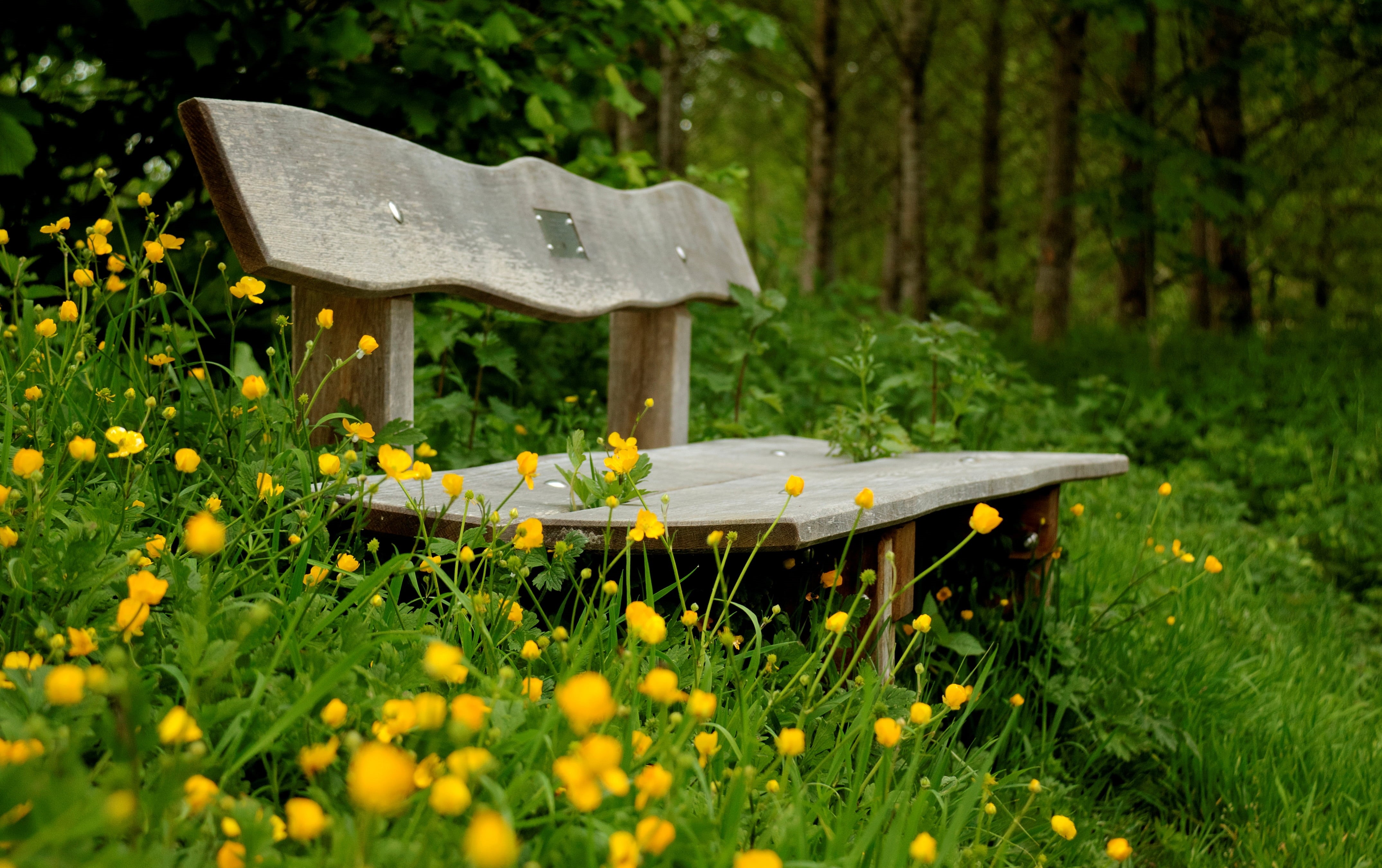 field, yellow, seat, springtime, nature, day, fullscreen, plant, green, flowering plant, growth, fragility, park bench, green color, freshness, HD Wallpaper