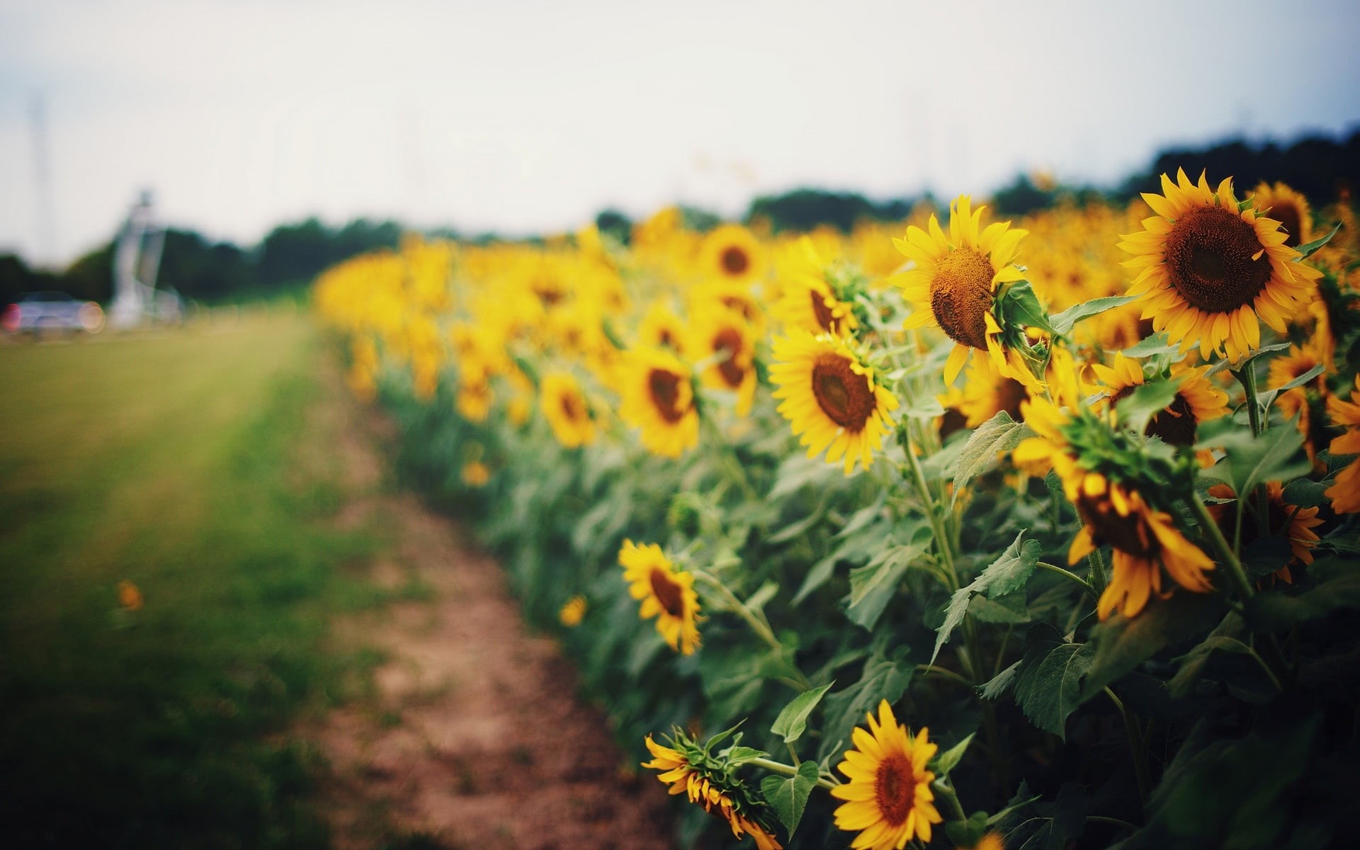close-up, land, bright, flowers, focus on foreground, flower, nature, path, vulnerability, grass, leaves, growth, fragility, 1080P, landscape, agriculture, HD Wallpaper