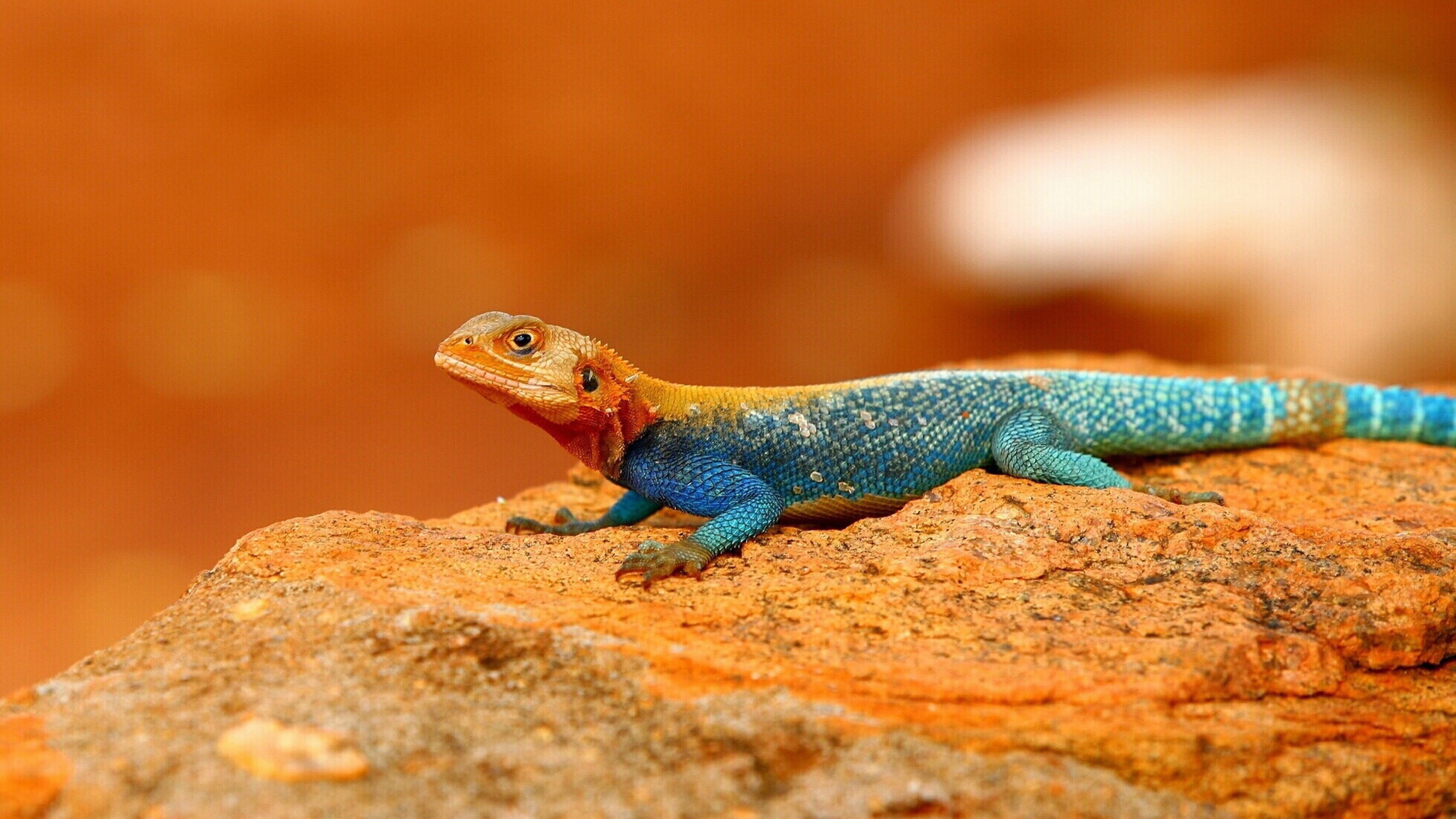 one animal, selective focus, red, animal wildlife, head, mobile, 4K, animal, outdoors, tablet, reptile, full length, nature, animal themes, HD Wallpaper