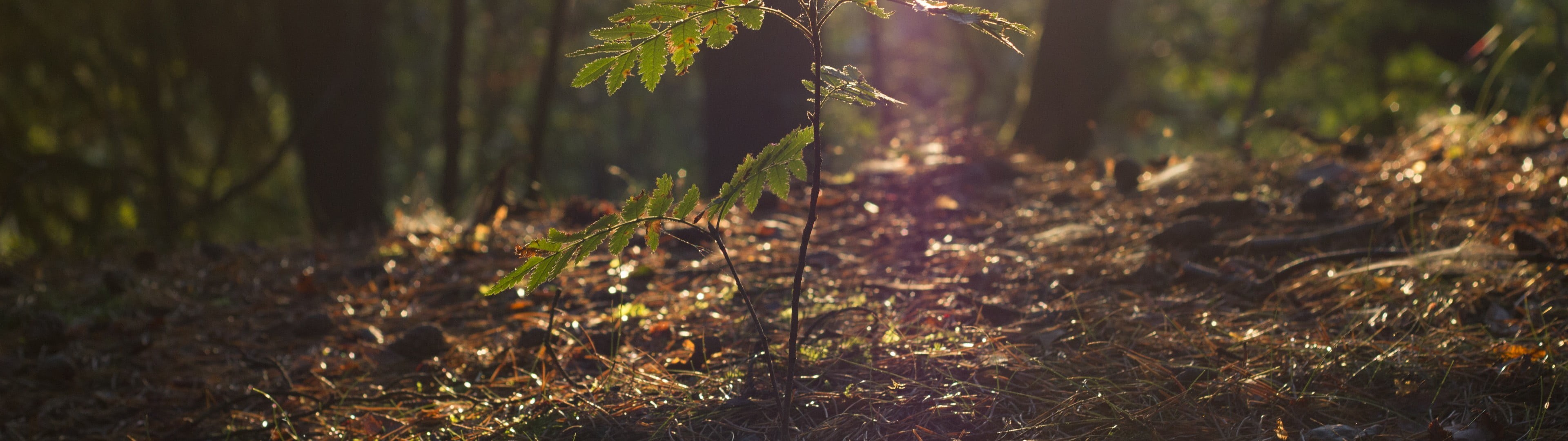 outdoors, growth, day, tree, leafed, multiple display, dual monitors, green, woodland, grass, no people, beauty in nature, forest, non-urban scene, focus on foreground, HD Wallpaper