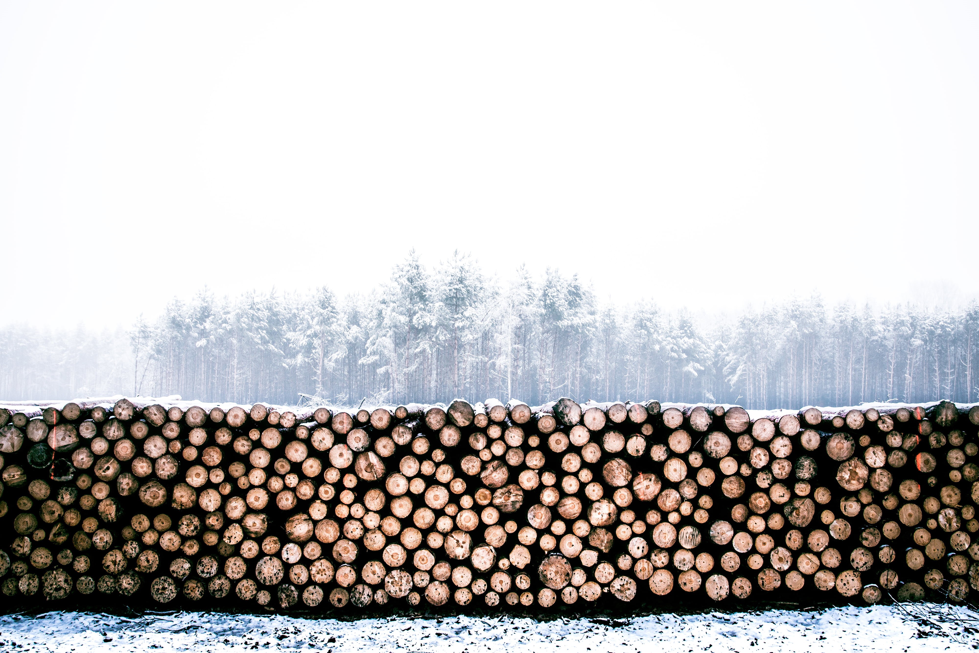nature, chopped wood, woods, timber, firewood, no people, trees, stack, log, lumber industry, firewoods, tree trunks, logs, day, large group of objects, HD Wallpaper