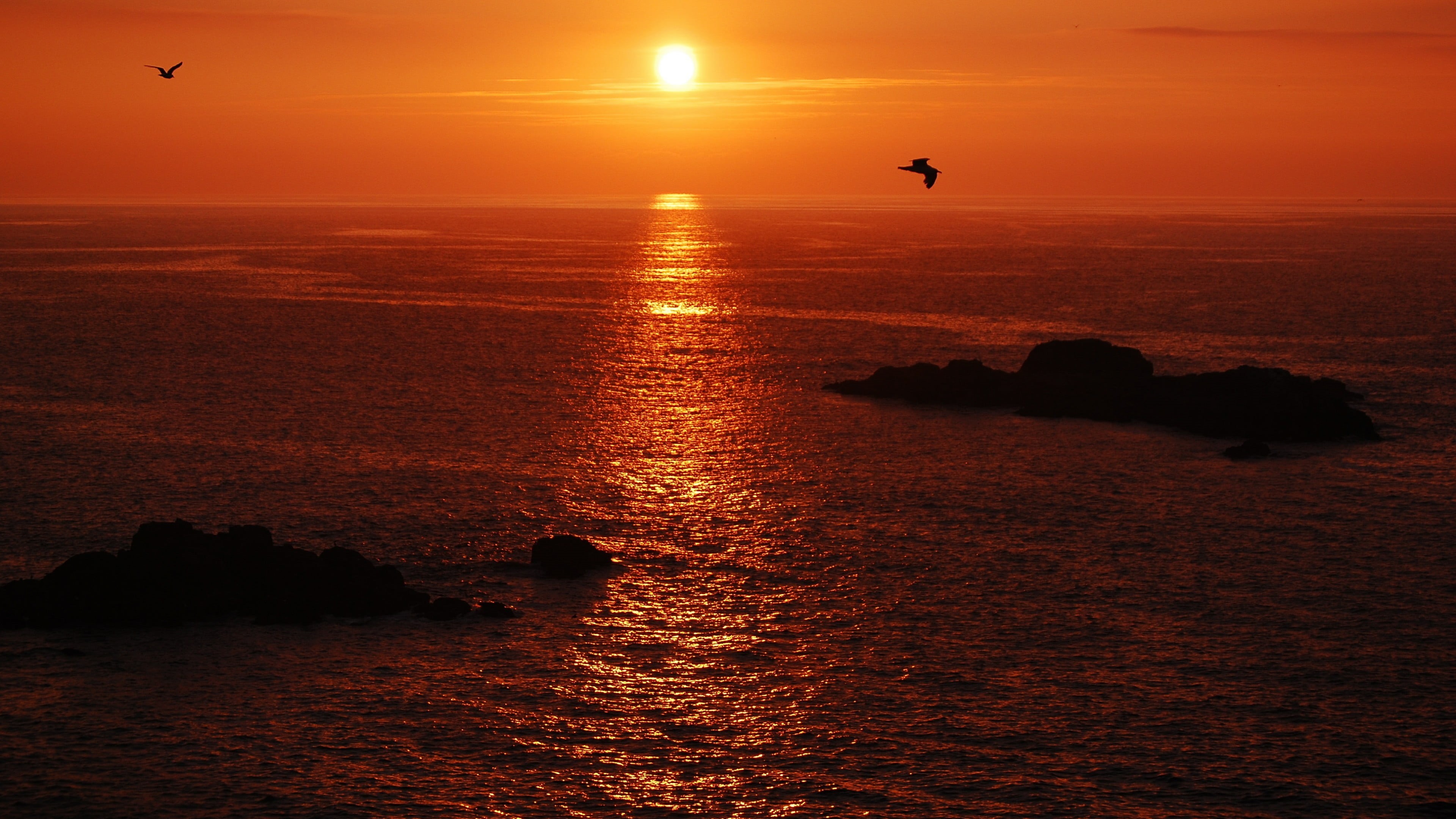 animal, nature, animals in the wild, water, afterglow, flying, one animal, animal themes, bird, no people, beauty in nature, outdoors, horizon over water, HD Wallpaper