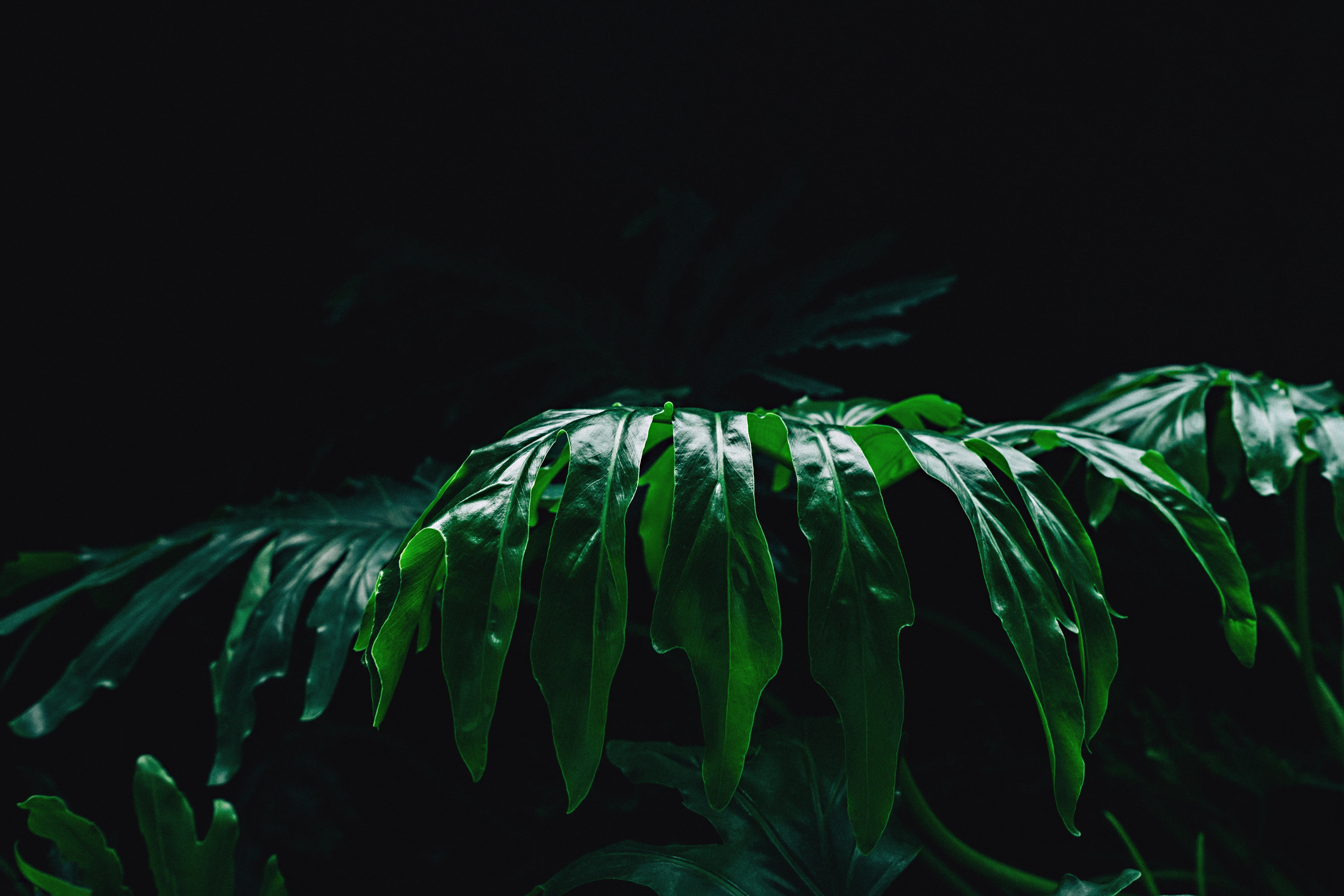 night, studio shot, 5K, green color, food and drink, plant part, dark, photo, copy space, no people, leaf, outdoors, freshness, closeup, growth, nature, HD Wallpaper