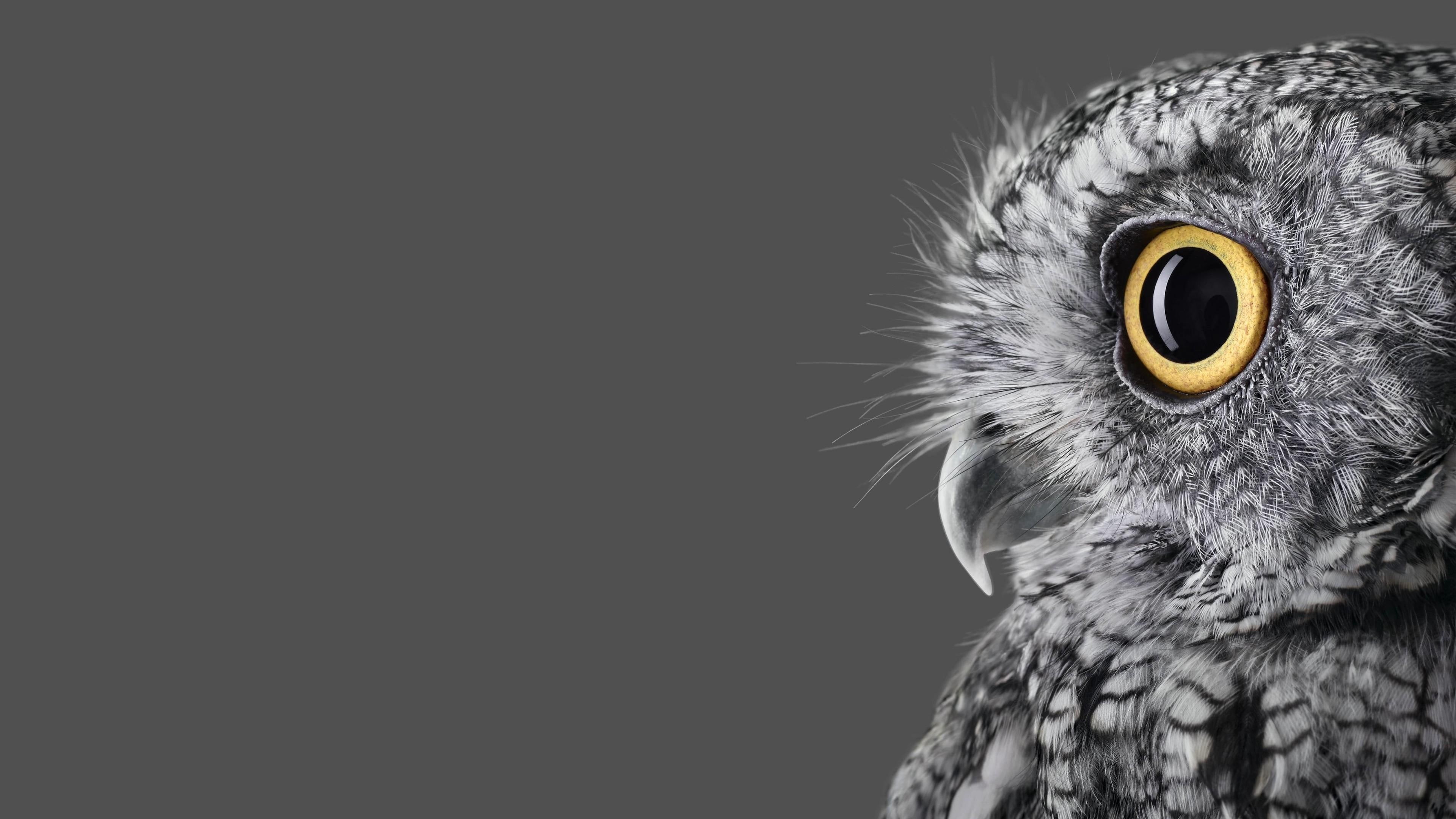 4K, surface, studio, microsoft, animals, HD Wallpaper